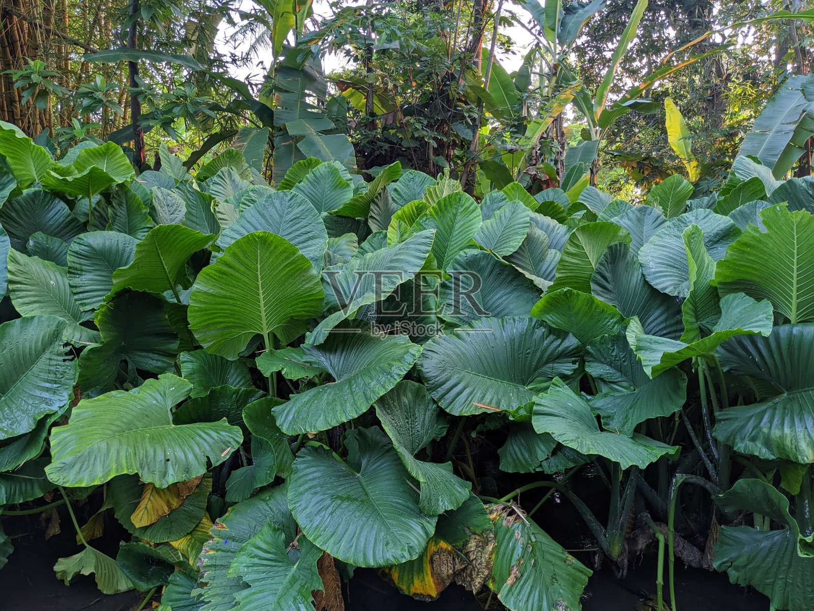 春暖花开的时候，靠近河边的绿芋头叶。照片摄影图片