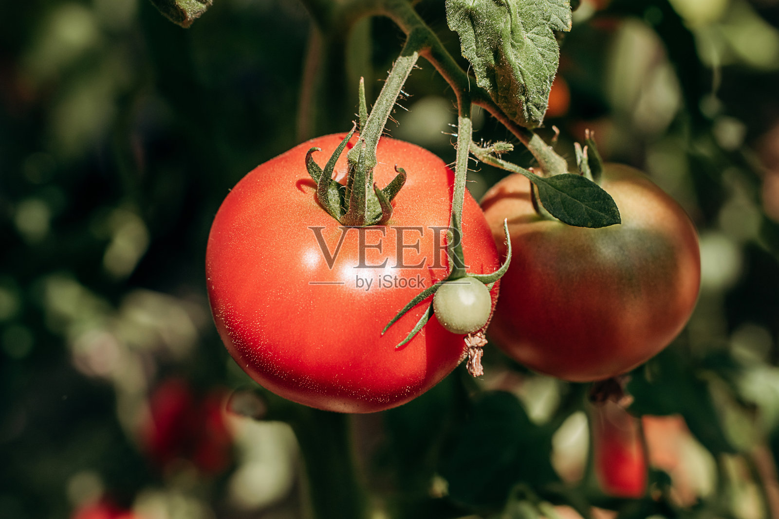 灌木上成熟的红番茄特写。夏天，收获，环保，健康的饮食理念照片摄影图片