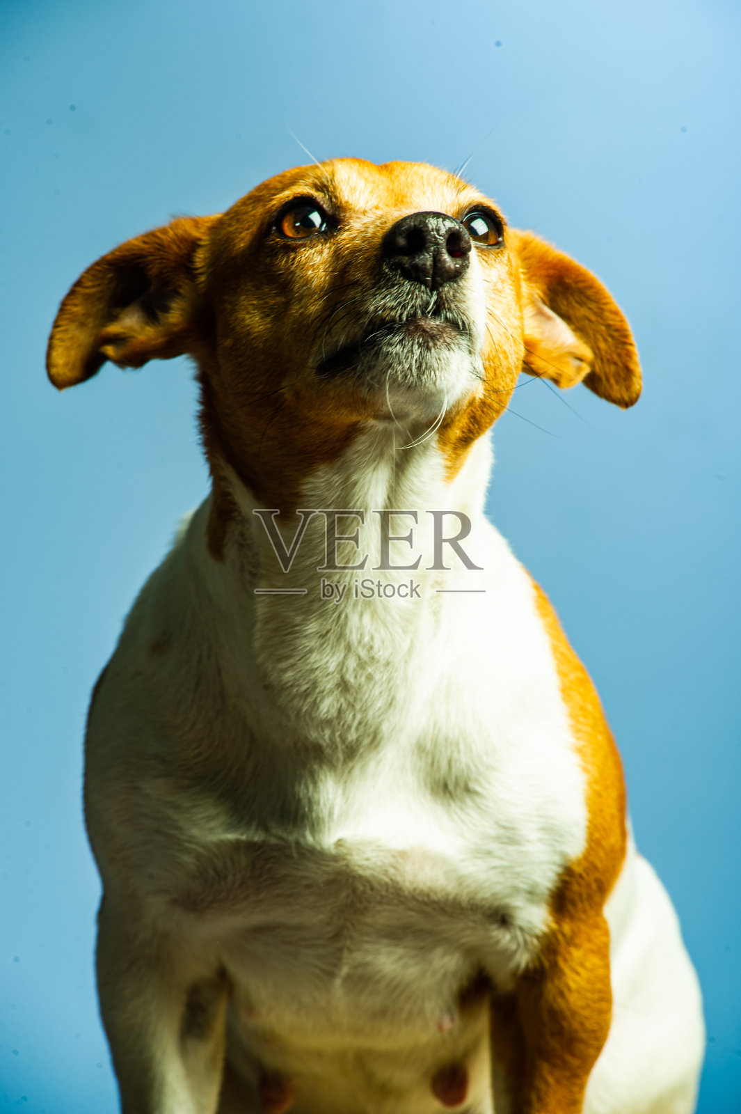 年轻的杰克罗素女士梗在工作室背景前照片摄影图片