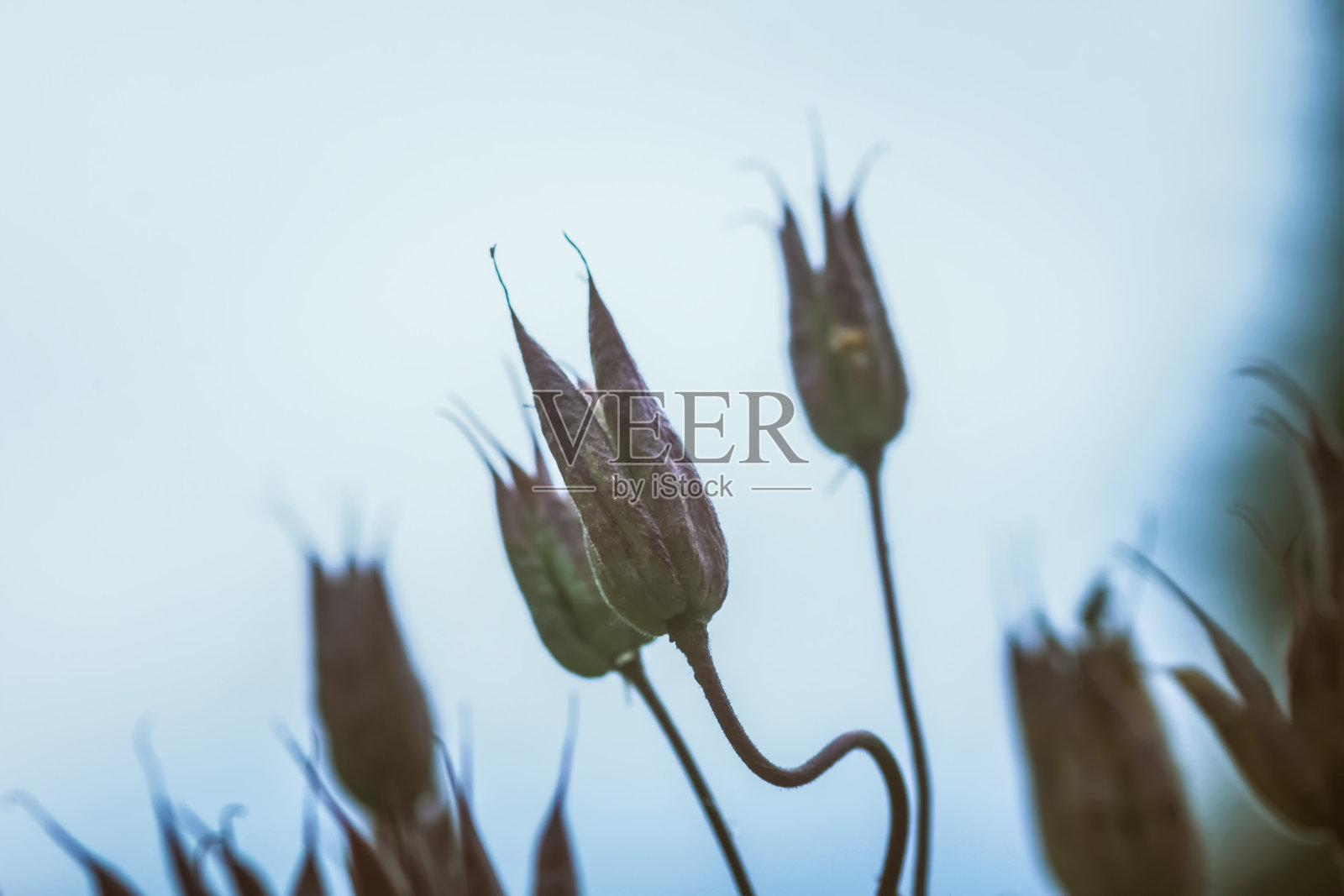 耧斗菜或耧斗菜花照片摄影图片