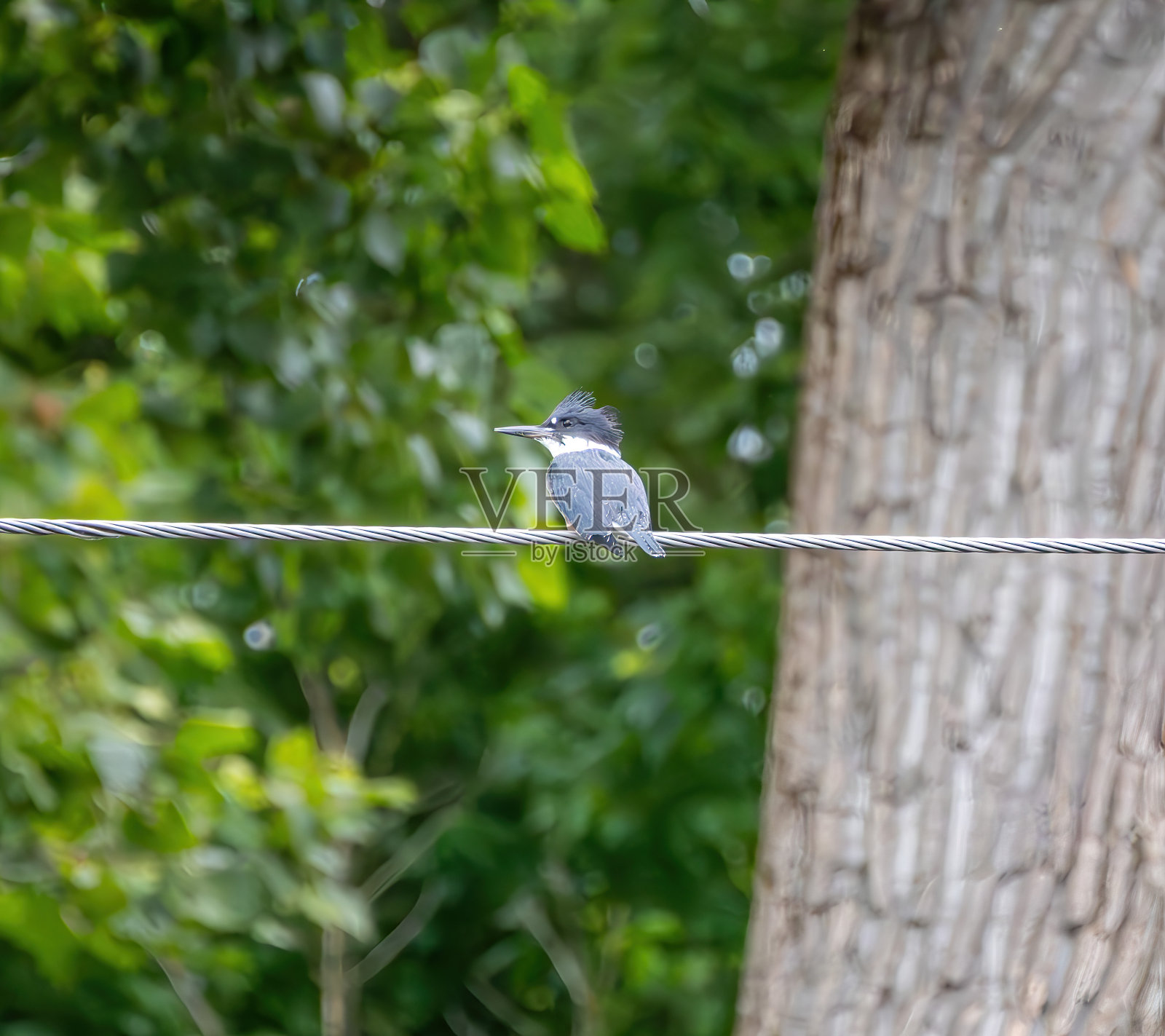 观鸟远足照片摄影图片