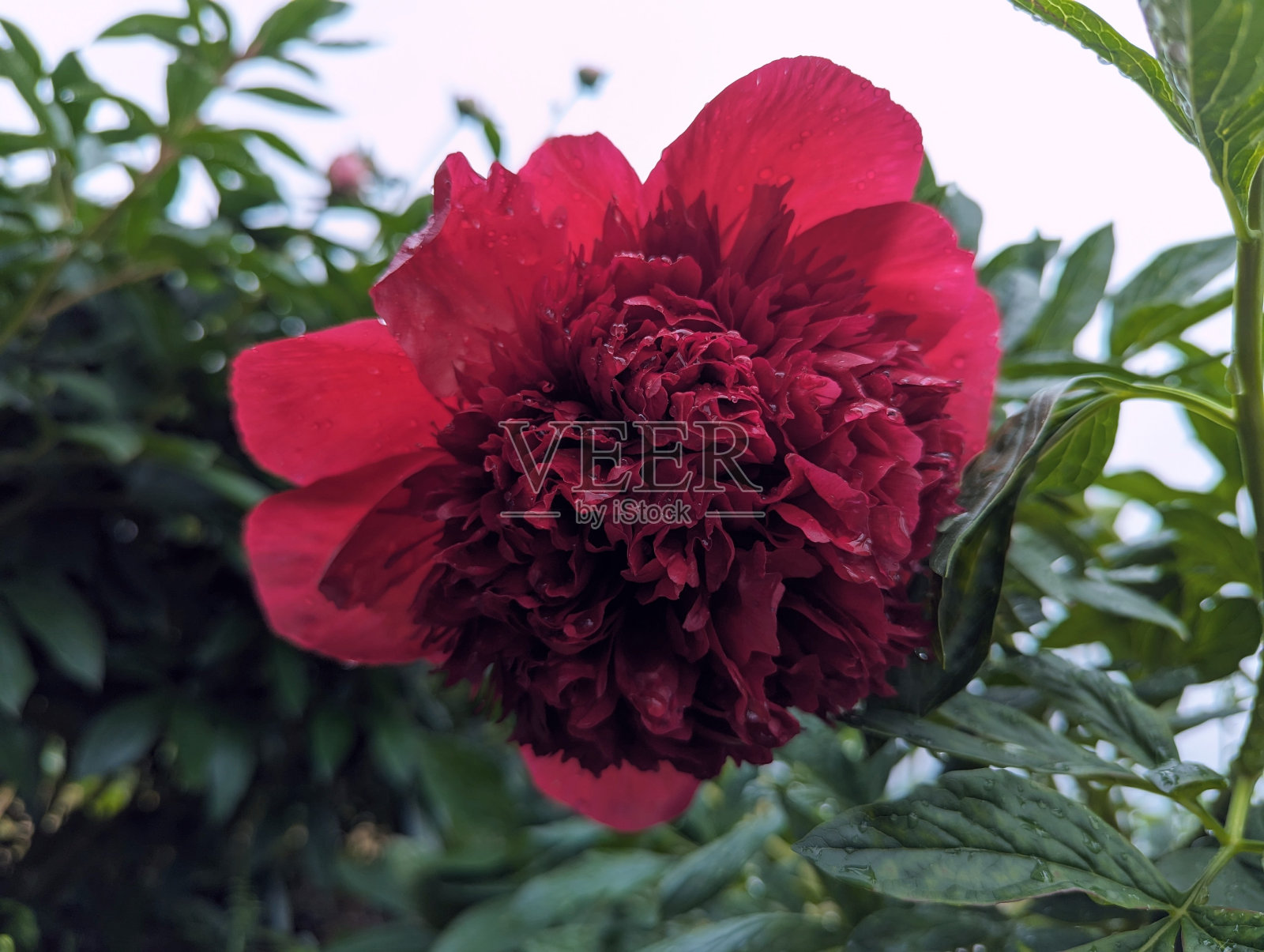 雨中的牡丹照片摄影图片