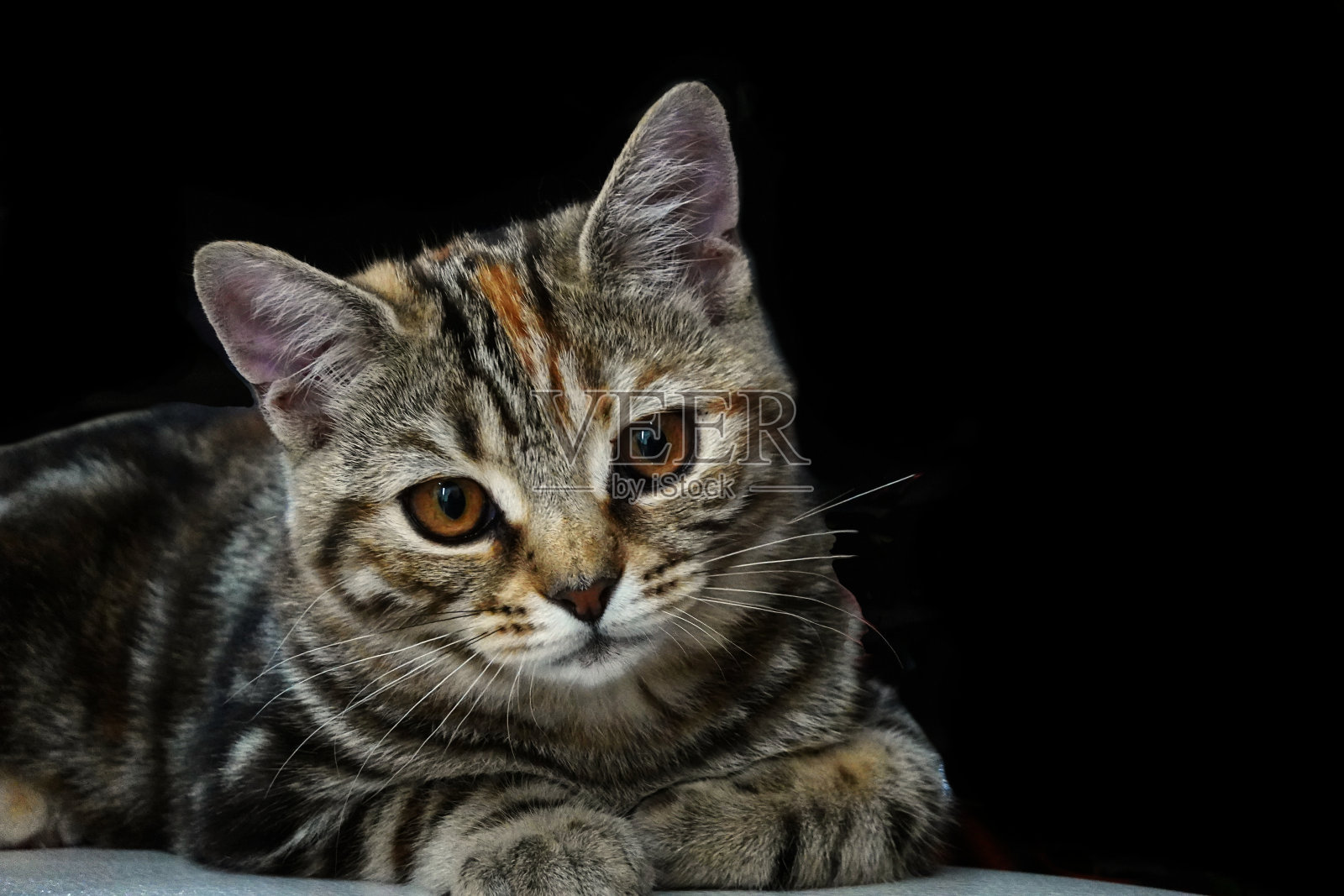 猫脸看着镜头。照片摄影图片