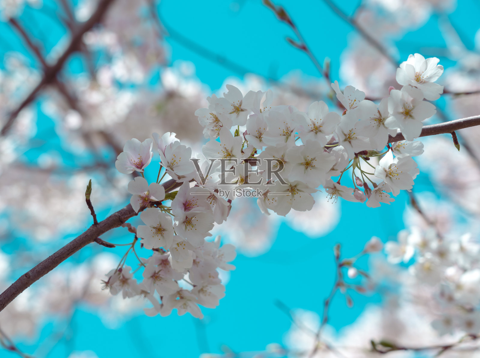 樱花盛开，蓝天一片照片摄影图片
