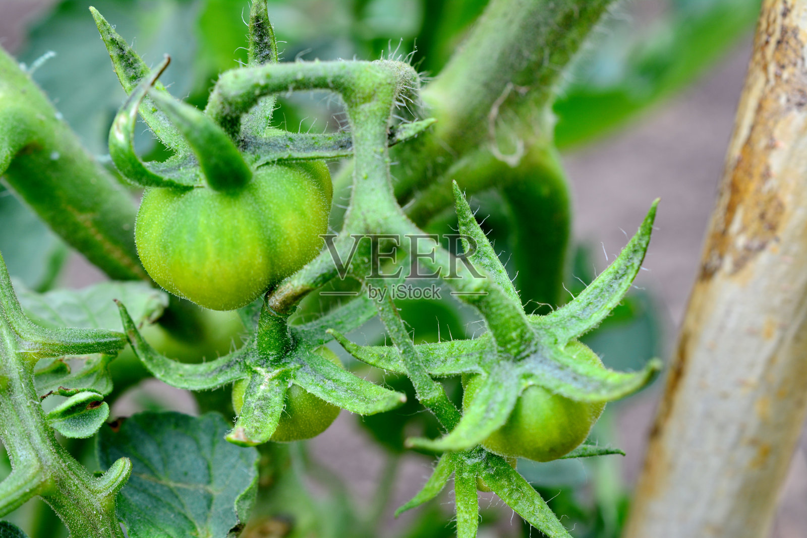 未成熟的绿番茄就在树枝上孤立起来，近距离观察照片摄影图片