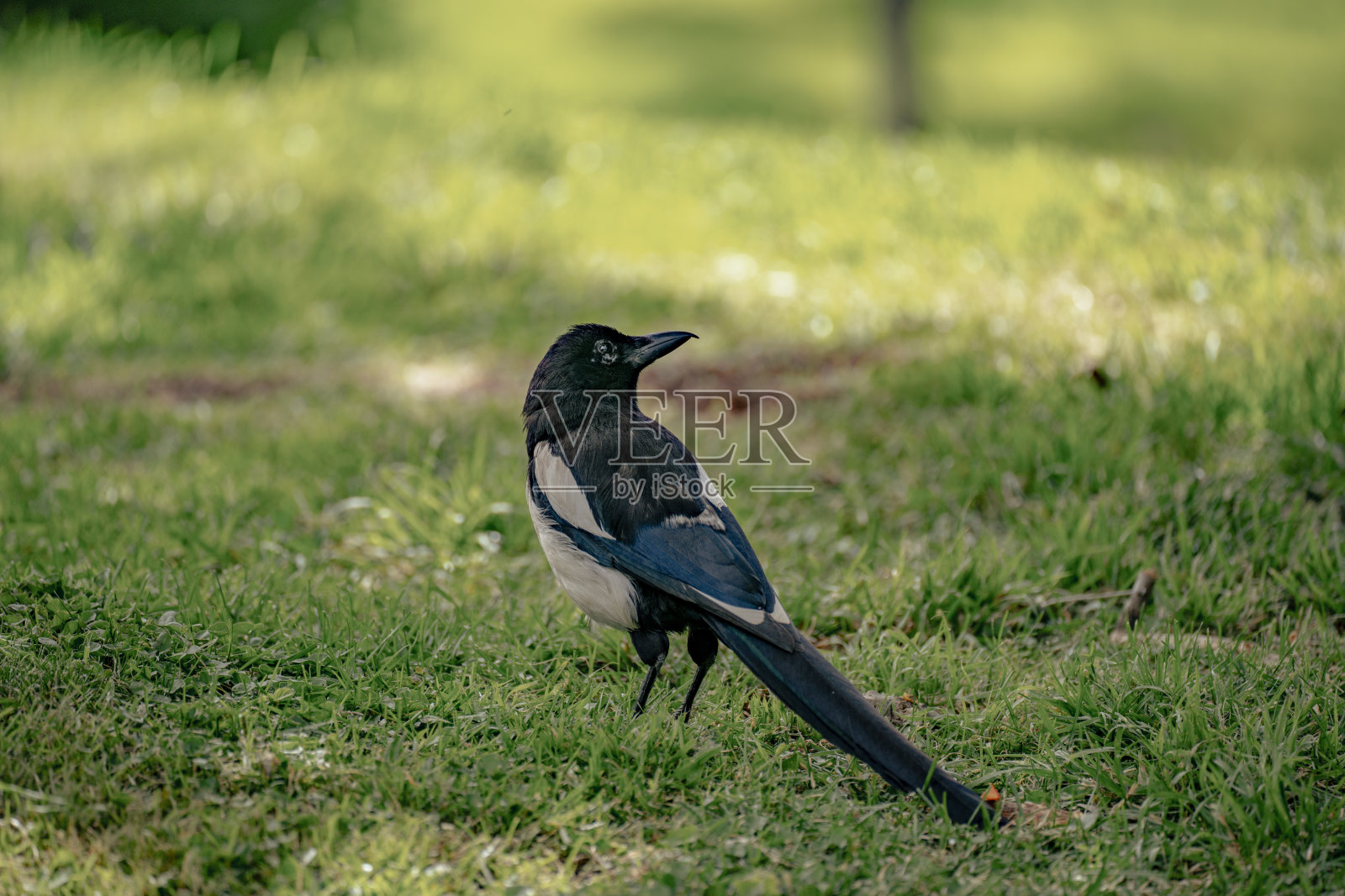 乌鸦照片摄影图片