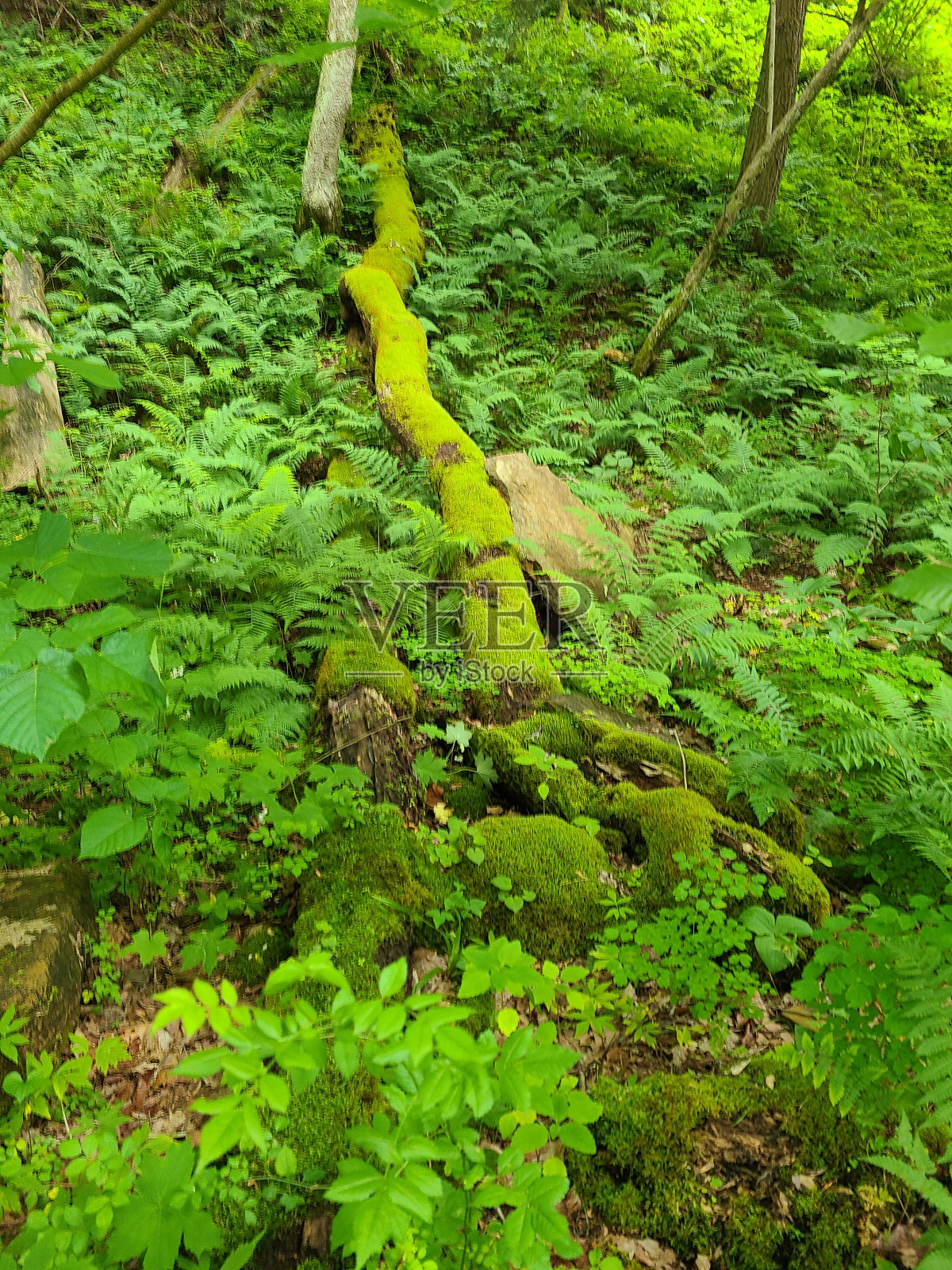 郁郁葱葱的绿色照片摄影图片