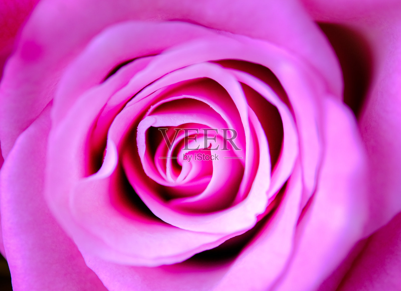 玫瑰照片摄影图片