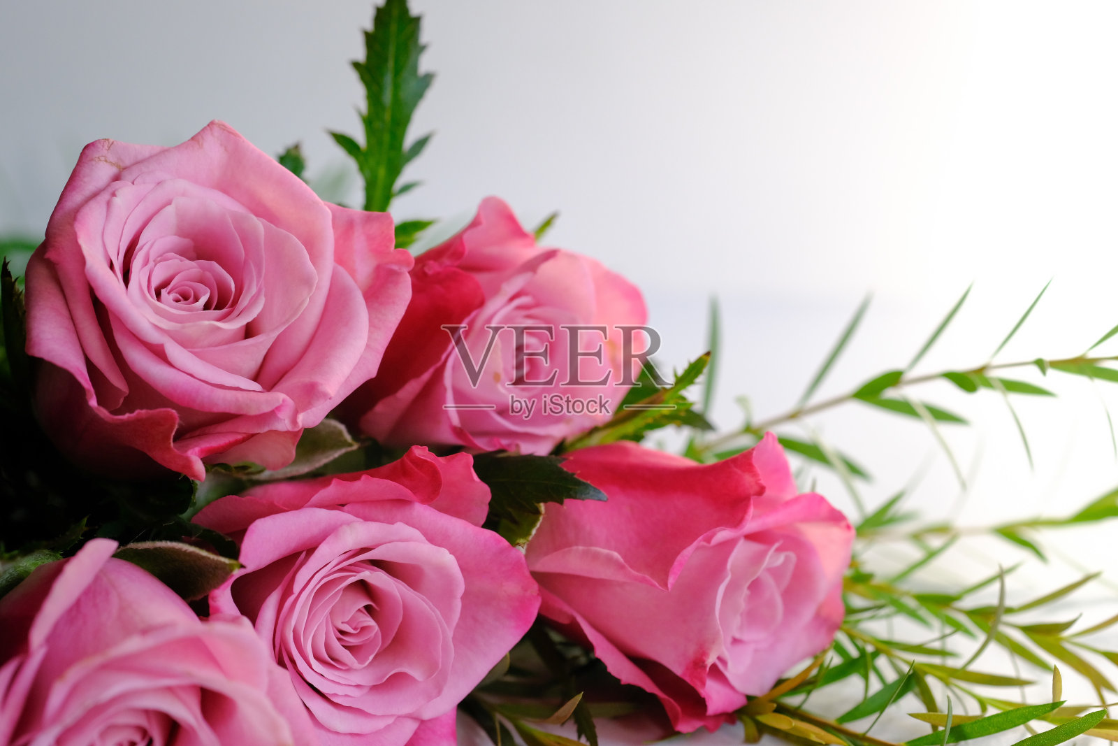 玫瑰照片摄影图片