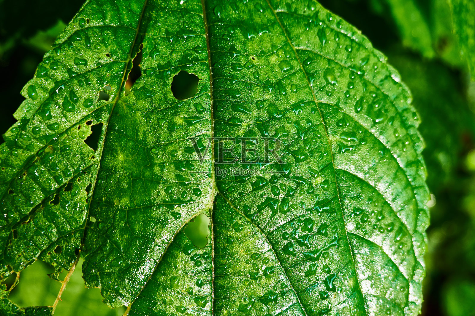 树叶与雨滴的特写照片摄影图片