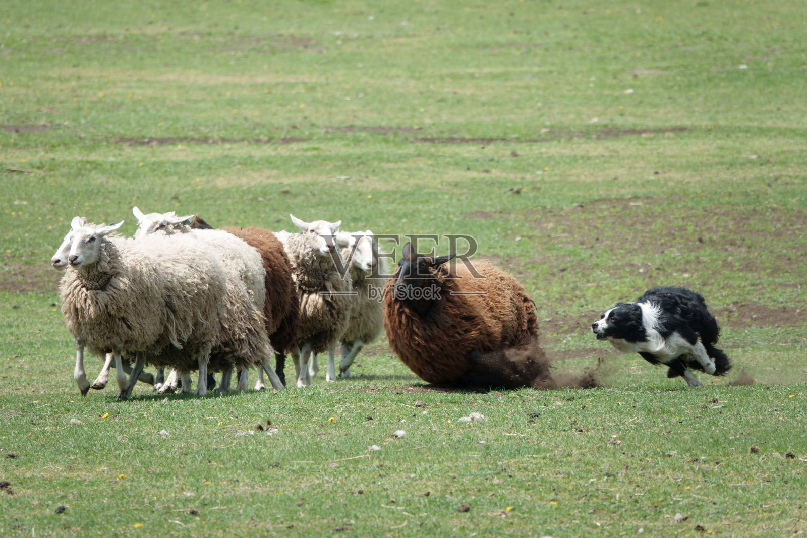 领着羊群的边境牧羊犬。照片摄影图片