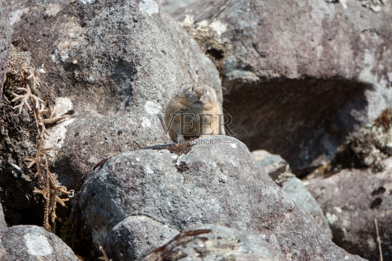 北海道，坐在石头上的北方鼠兔。照片摄影图片