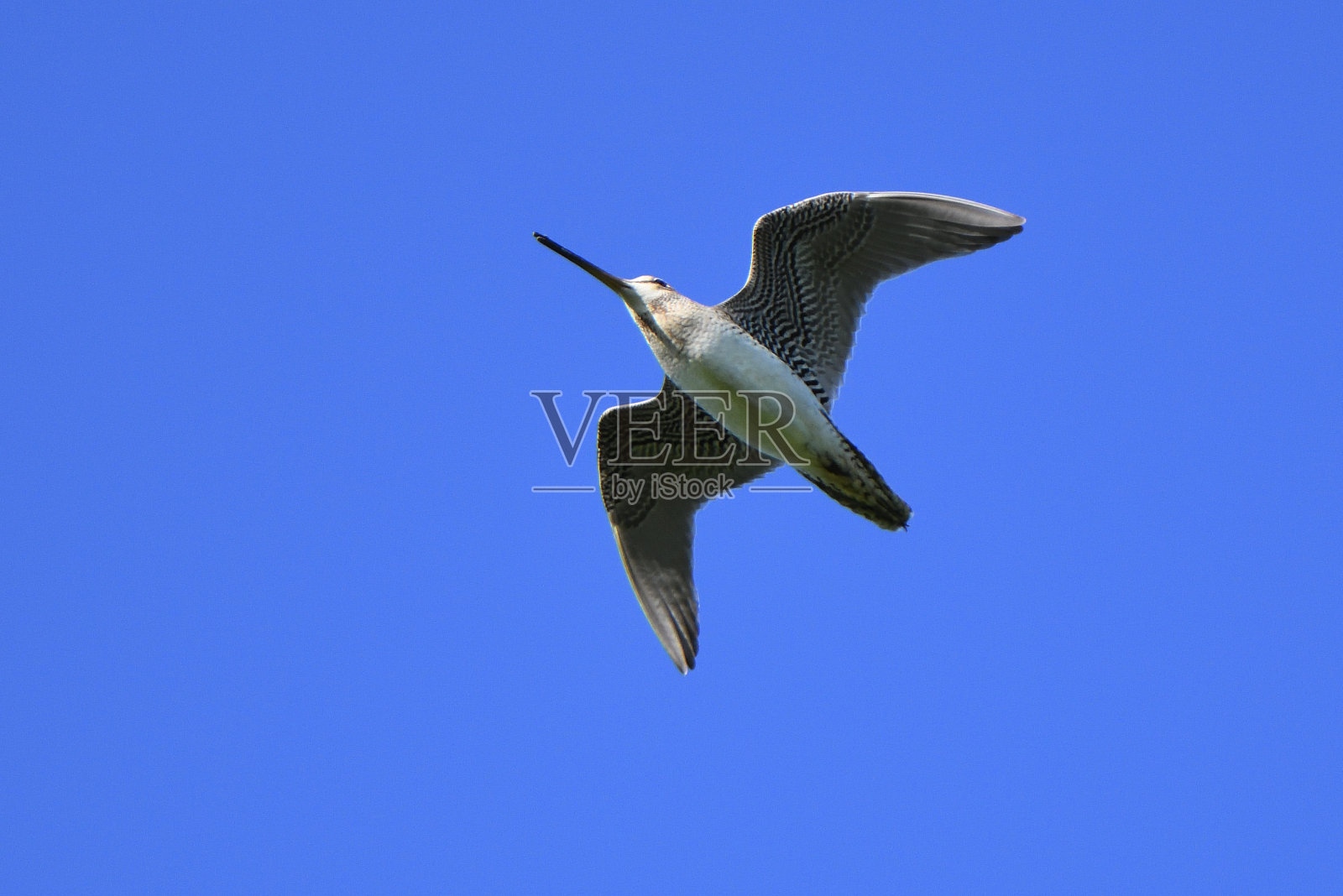 在北海道的蓝天上飞翔的沙锥鸟。照片摄影图片