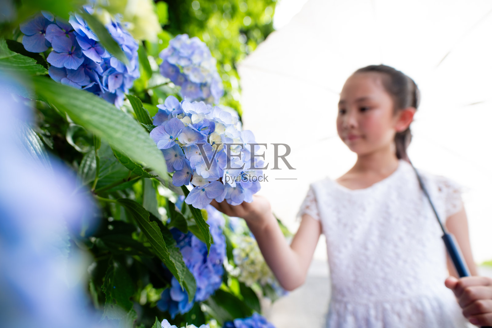 看着绣球花的女孩照片摄影图片