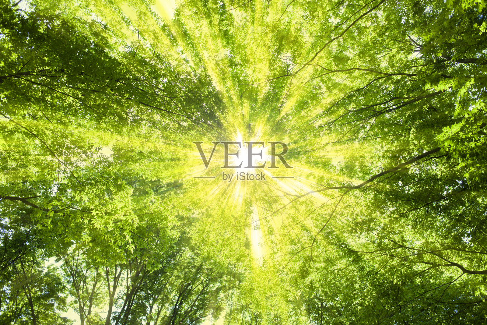 阳光森林背景图照片摄影图片