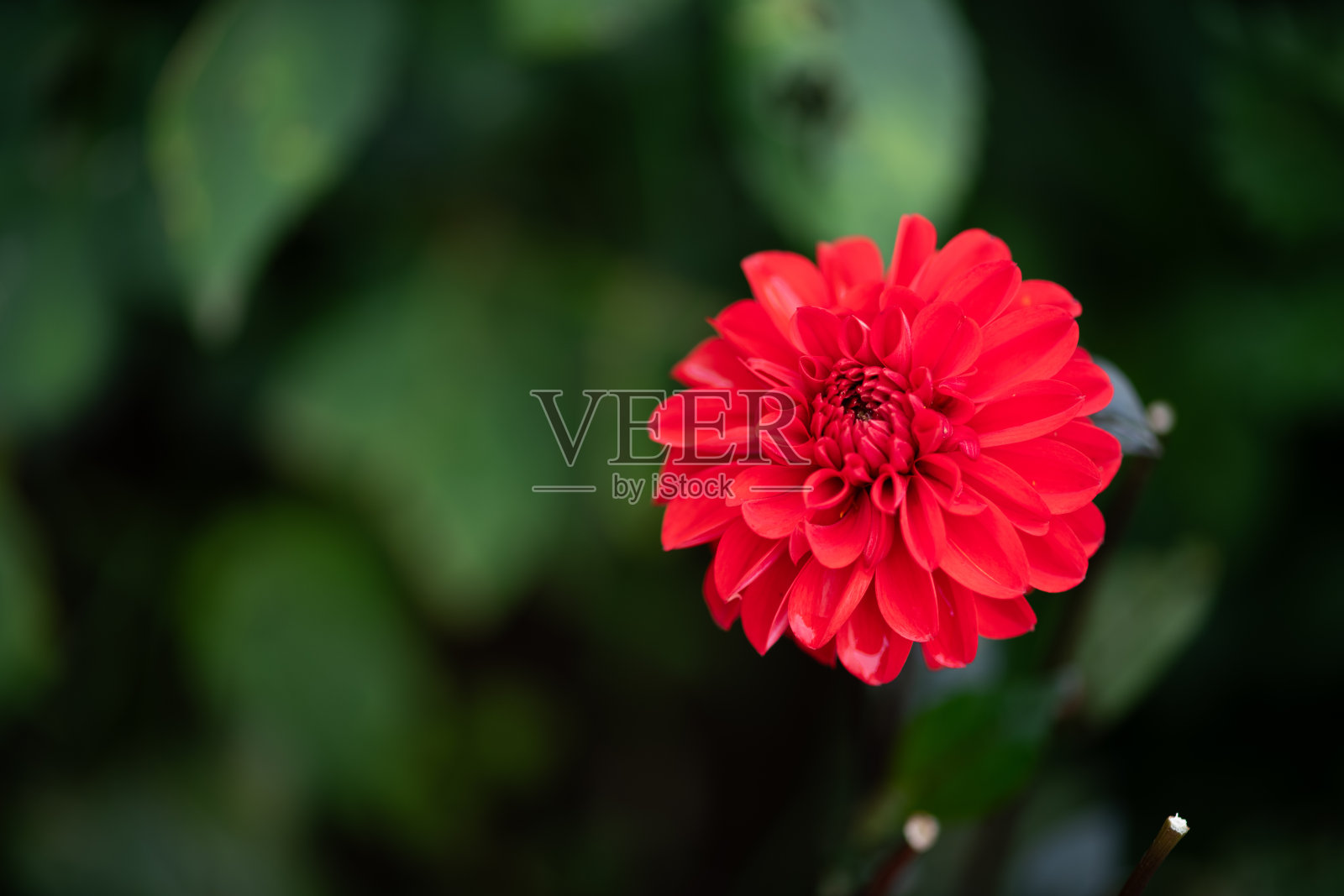 大丽照片摄影图片