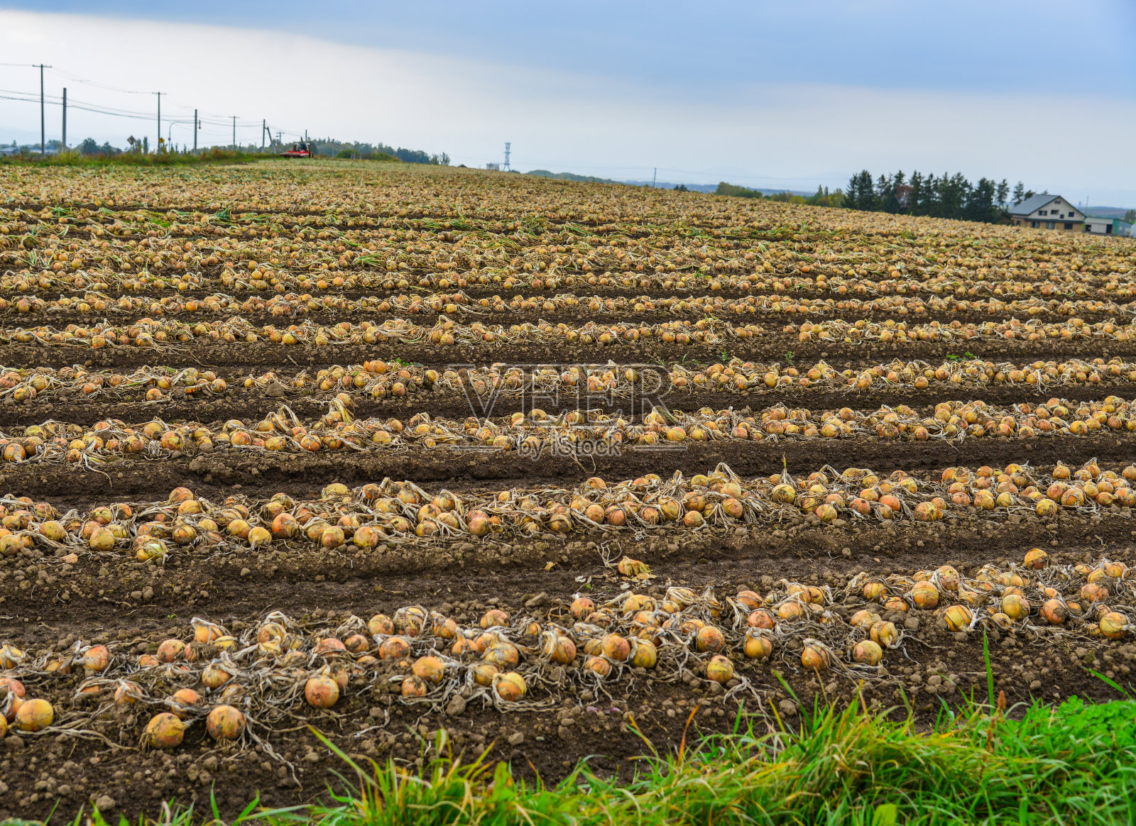 洋葱躺在地里照片摄影图片