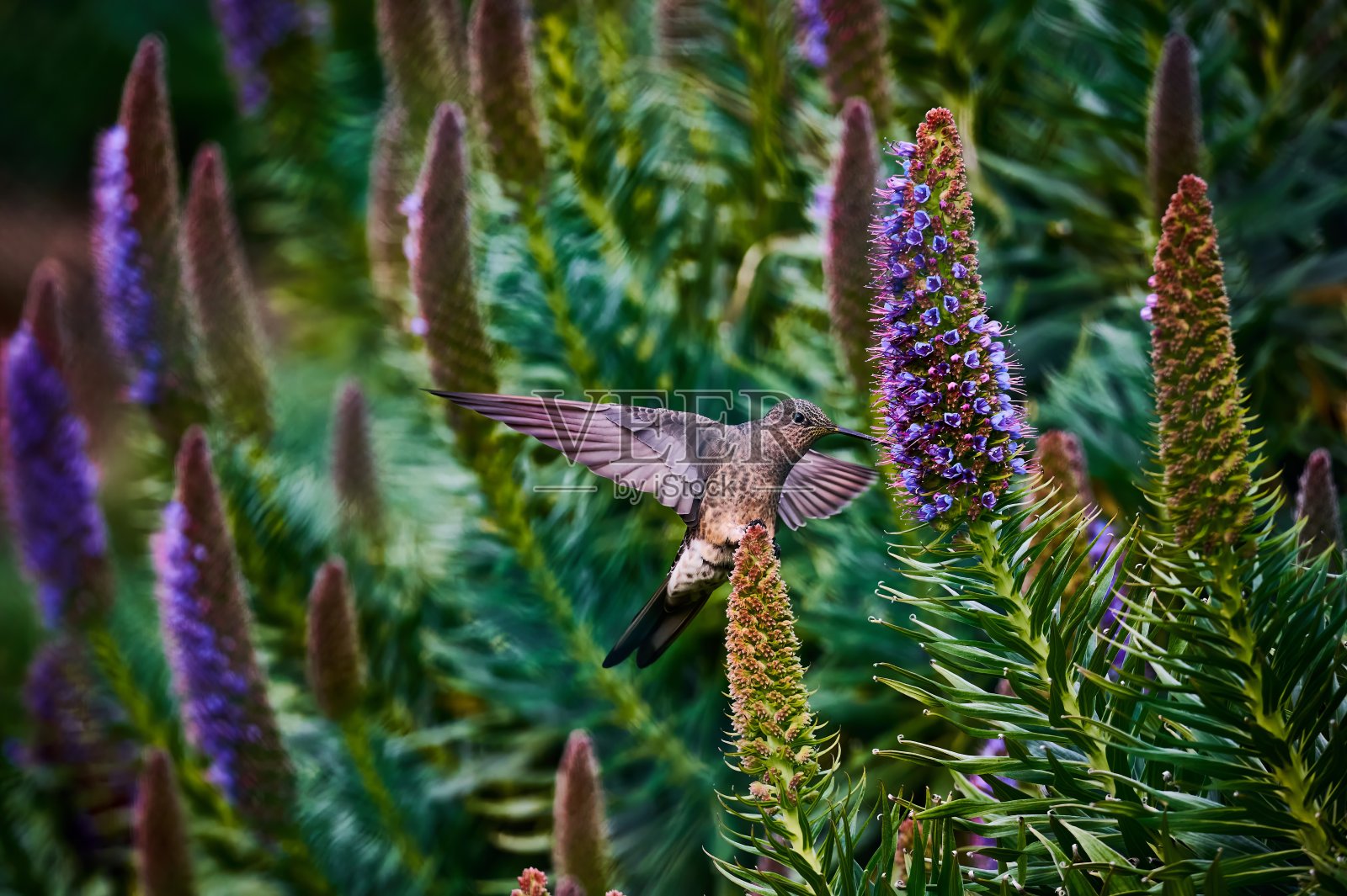 蜂鸟在花丛中飞翔照片摄影图片