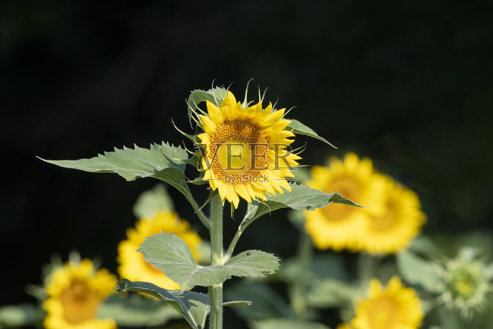 向日葵的补丁照片摄影图片