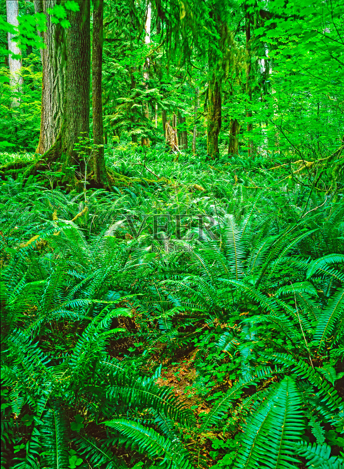 热带雨林，奥林匹克国家公园照片摄影图片