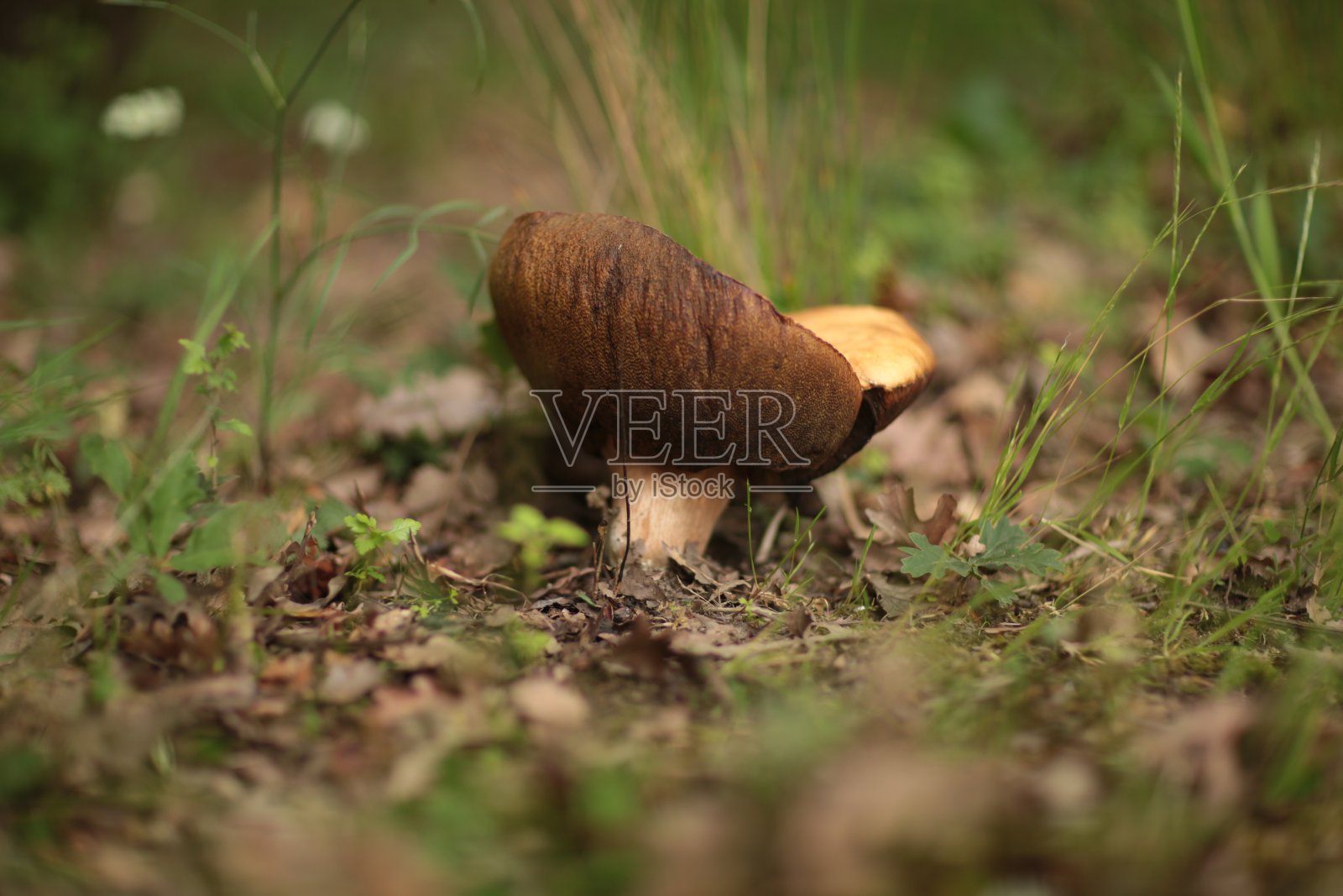 生长在森林中的一种大型蘑菇照片摄影图片