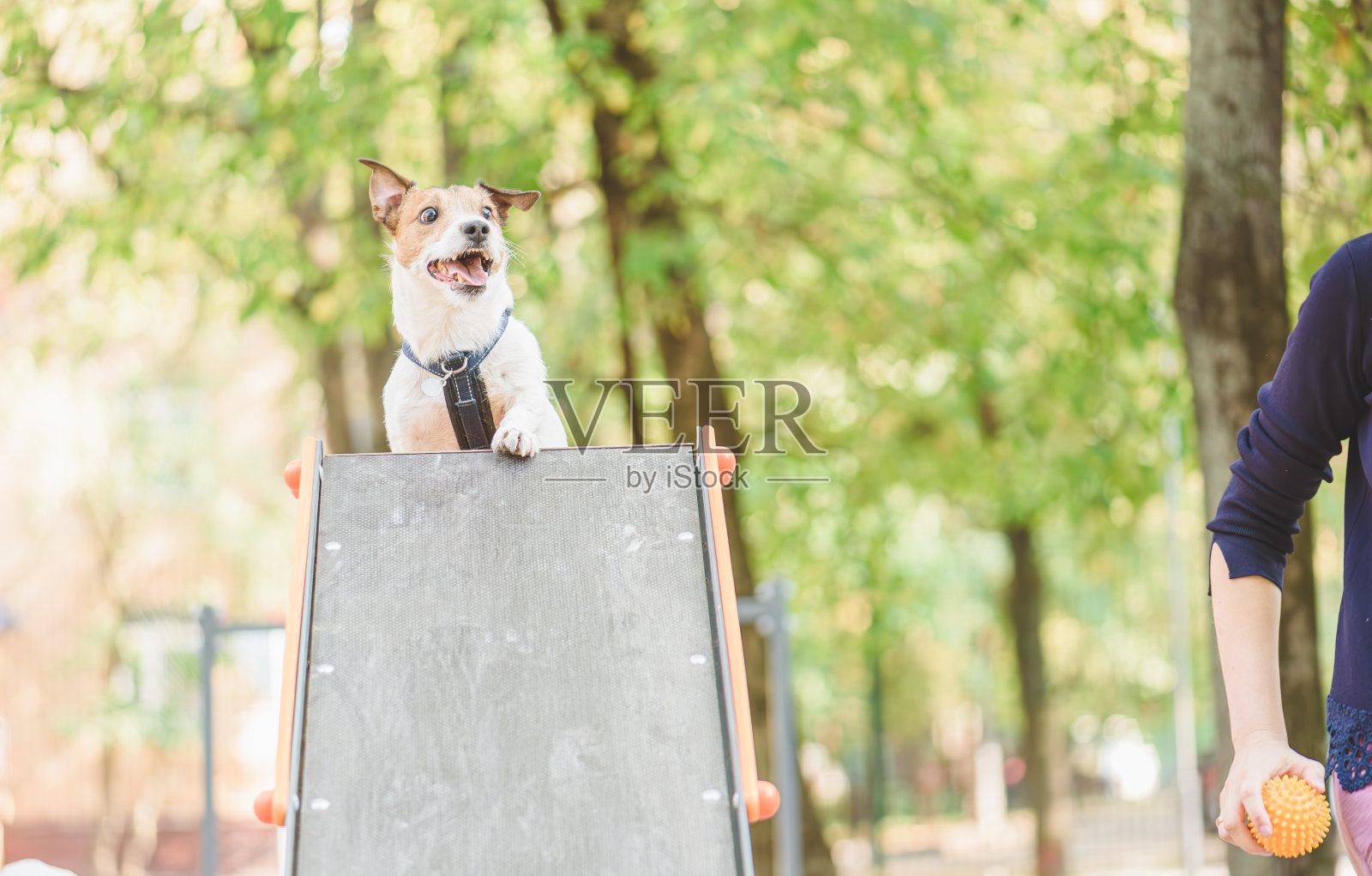 在狗狗公园里，训练者用玩具给狗狗正强化照片摄影图片