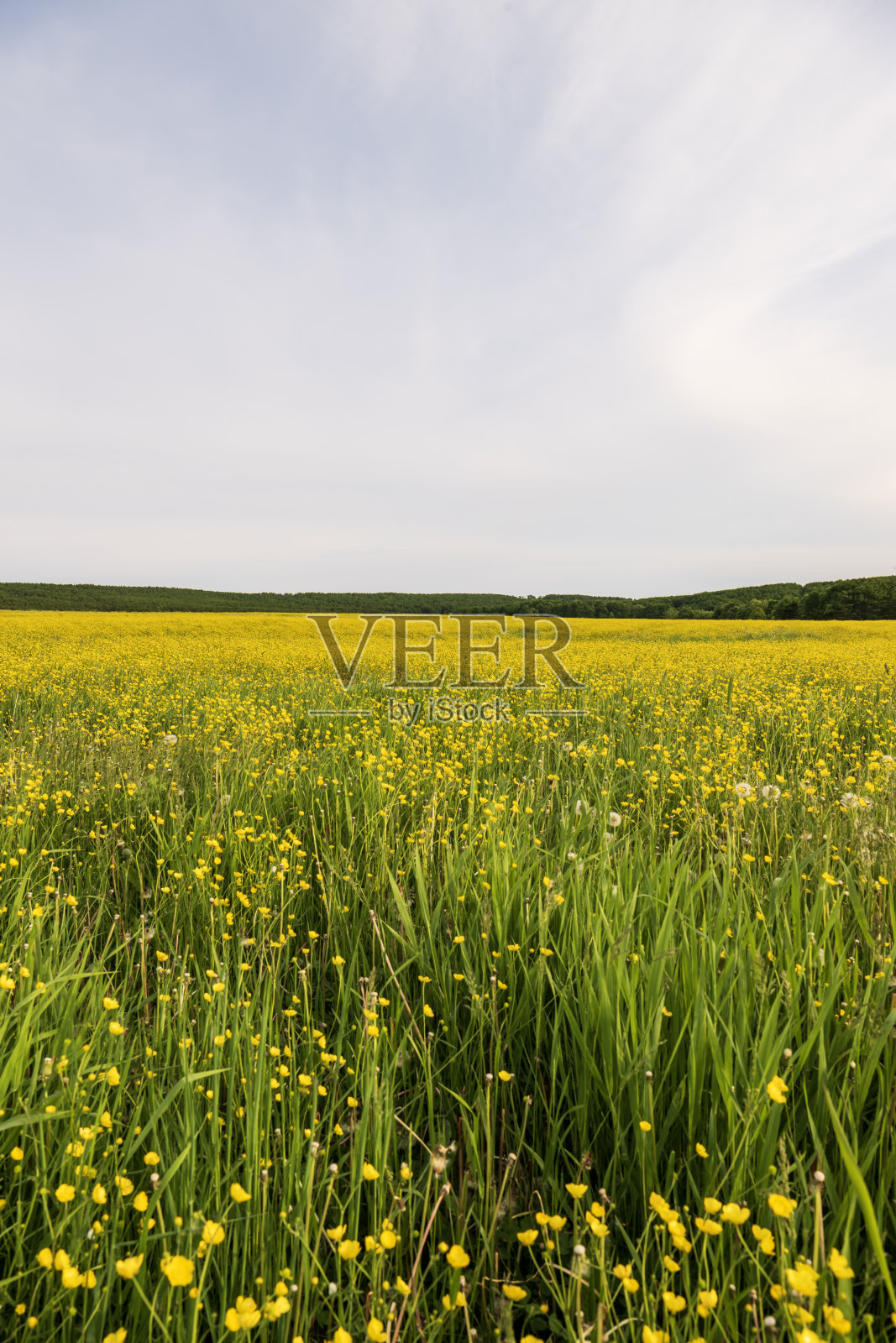 有一片黄花的风景照片摄影图片