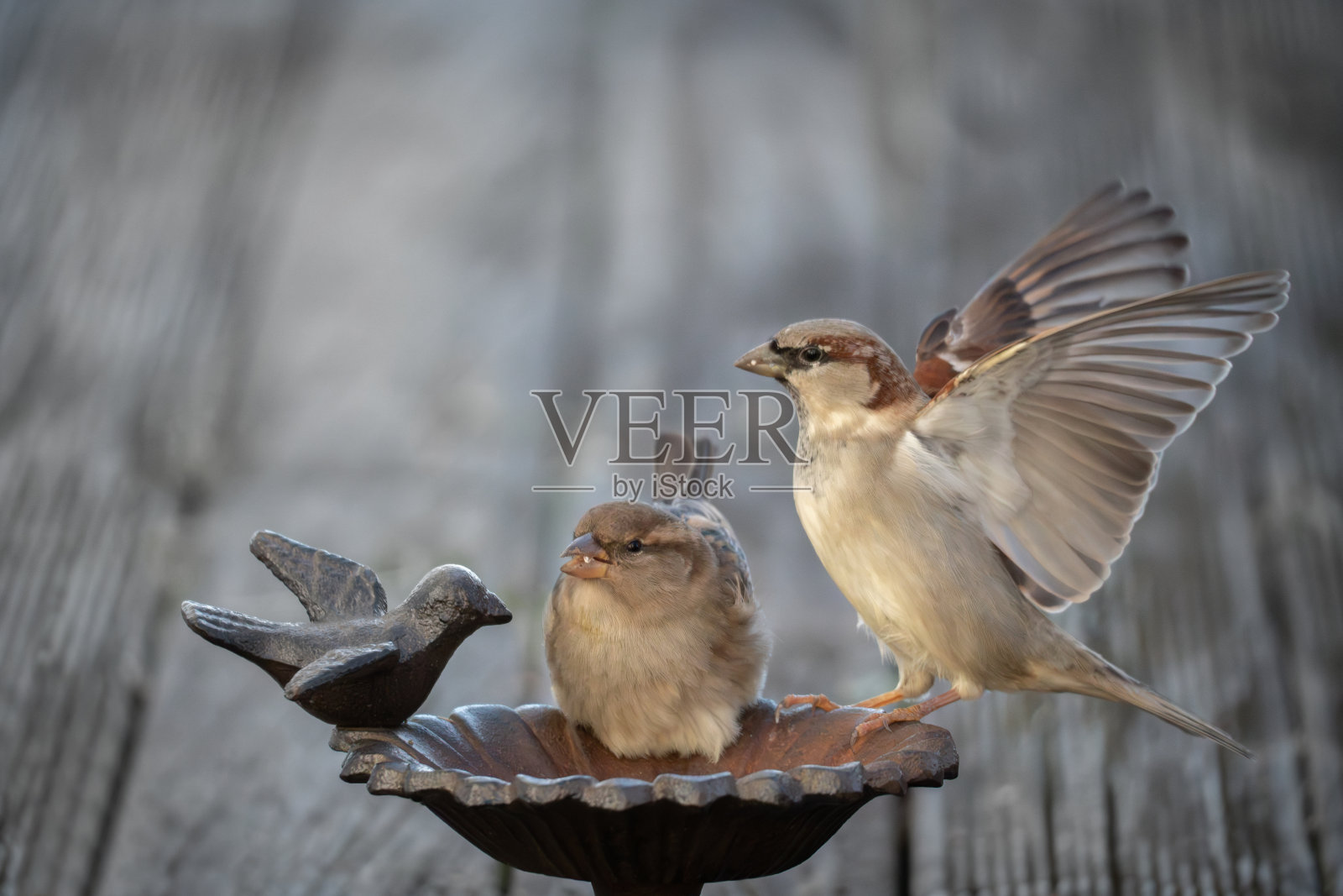 麻雀在喂鸟器里照片摄影图片