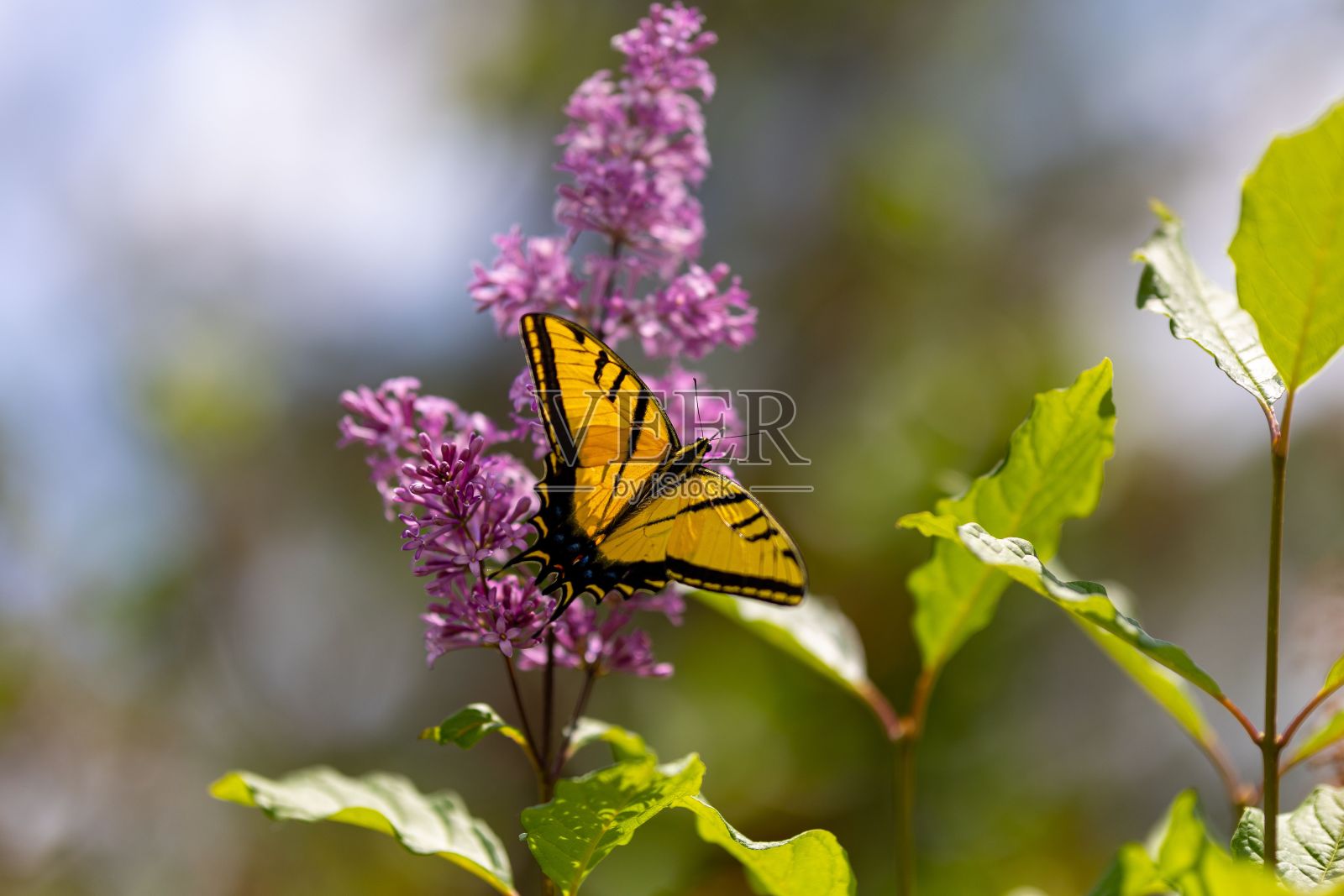 一只橙色燕尾蝶在一朵丁香花上的选择性聚焦镜头照片摄影图片