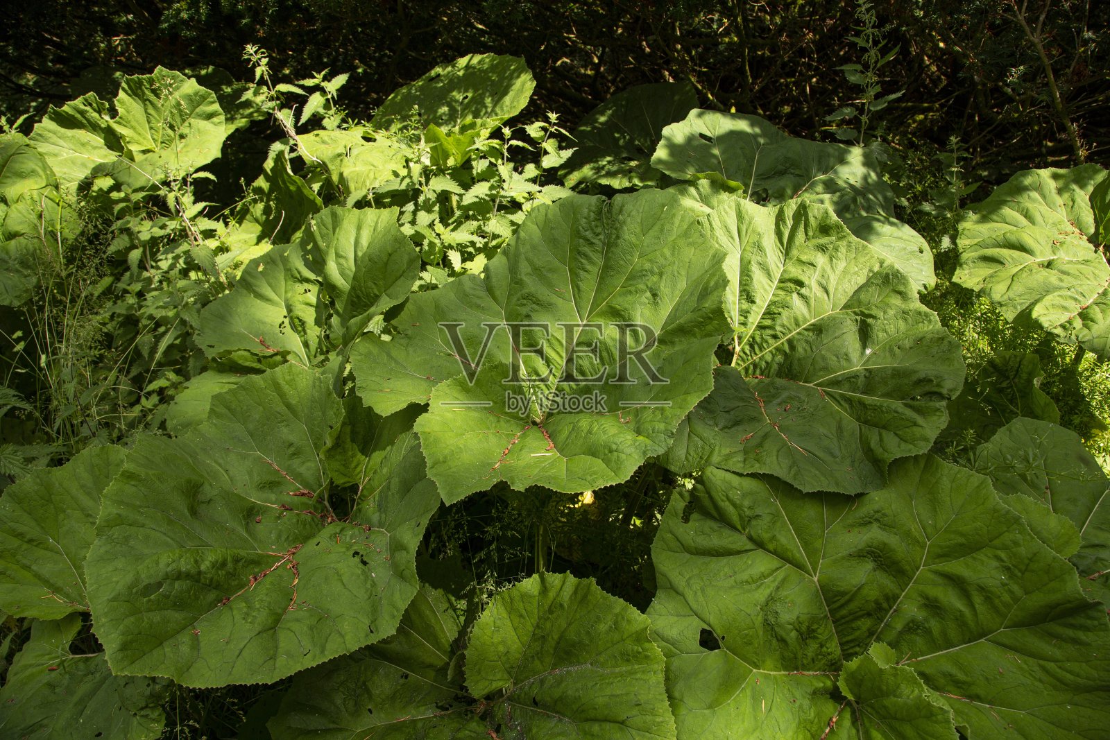 野生大黄植物。照片摄影图片