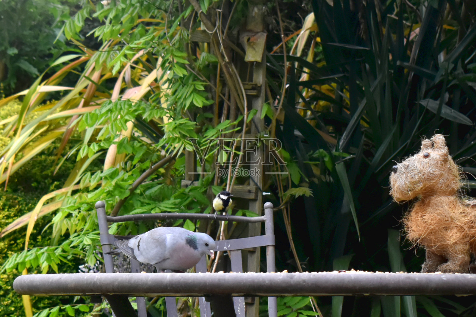 一只鸽子在桌子上吃东西，大山雀栖息在自然背景的椅子上，在花园里喂鸟。照片摄影图片