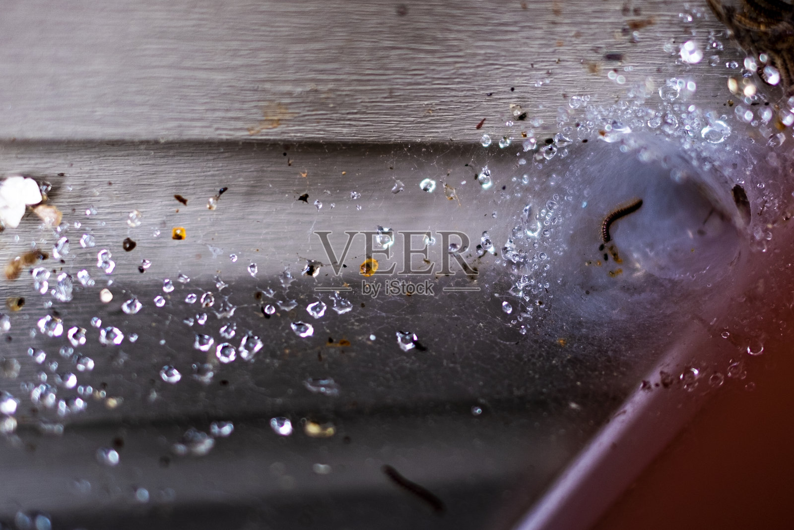 在蜘蛛网股票照片上的特写毛虫照片摄影图片