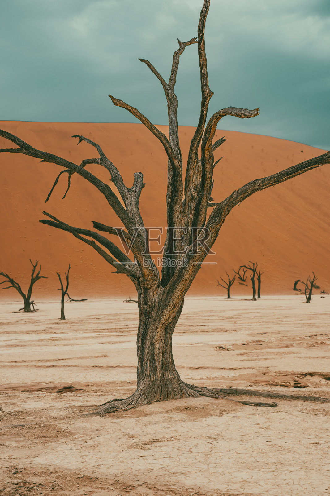 非洲纳米比亚索苏斯雷的死骆驼刺树照片摄影图片