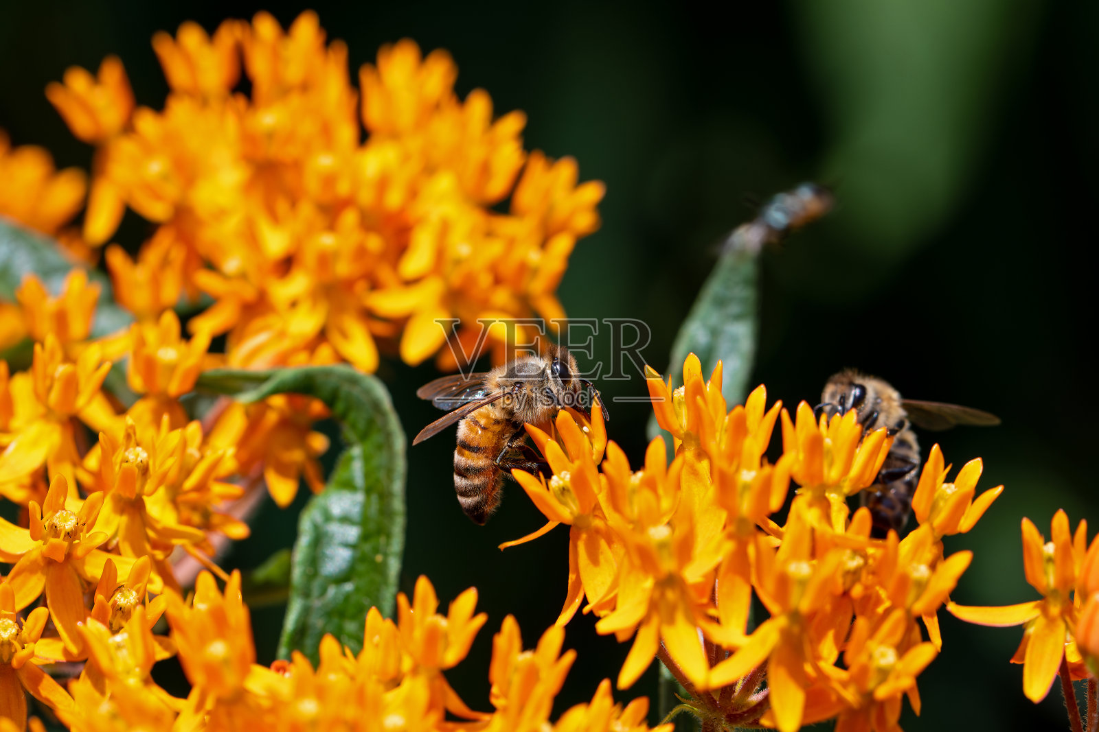 蜜蜂，这是蜜蜂属的一员，以蝴蝶草为食。照片摄影图片