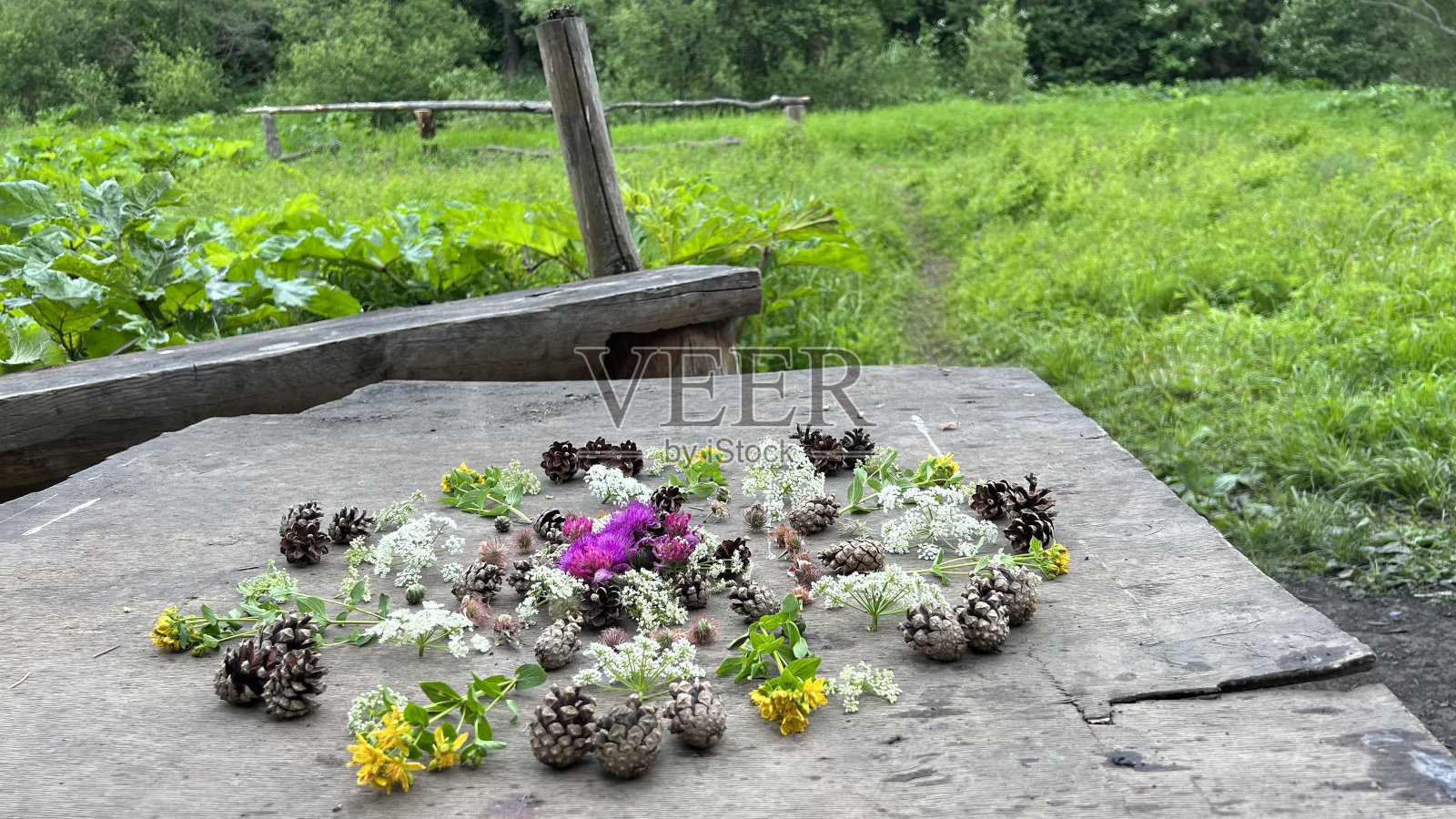 自然公园里的花卉图案照片摄影图片
