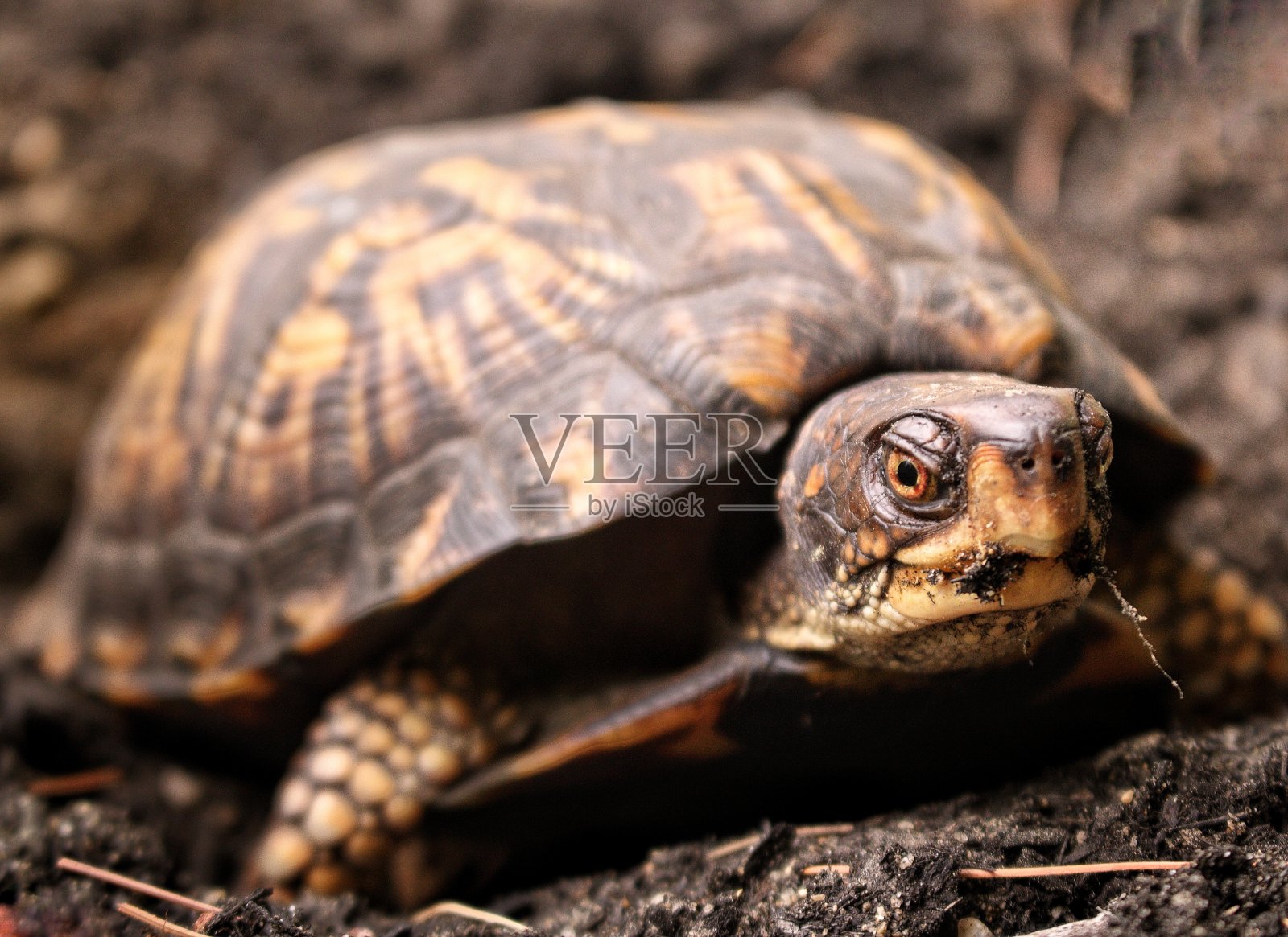 正在筑巢的东方箱龟“弗朗西斯”照片摄影图片