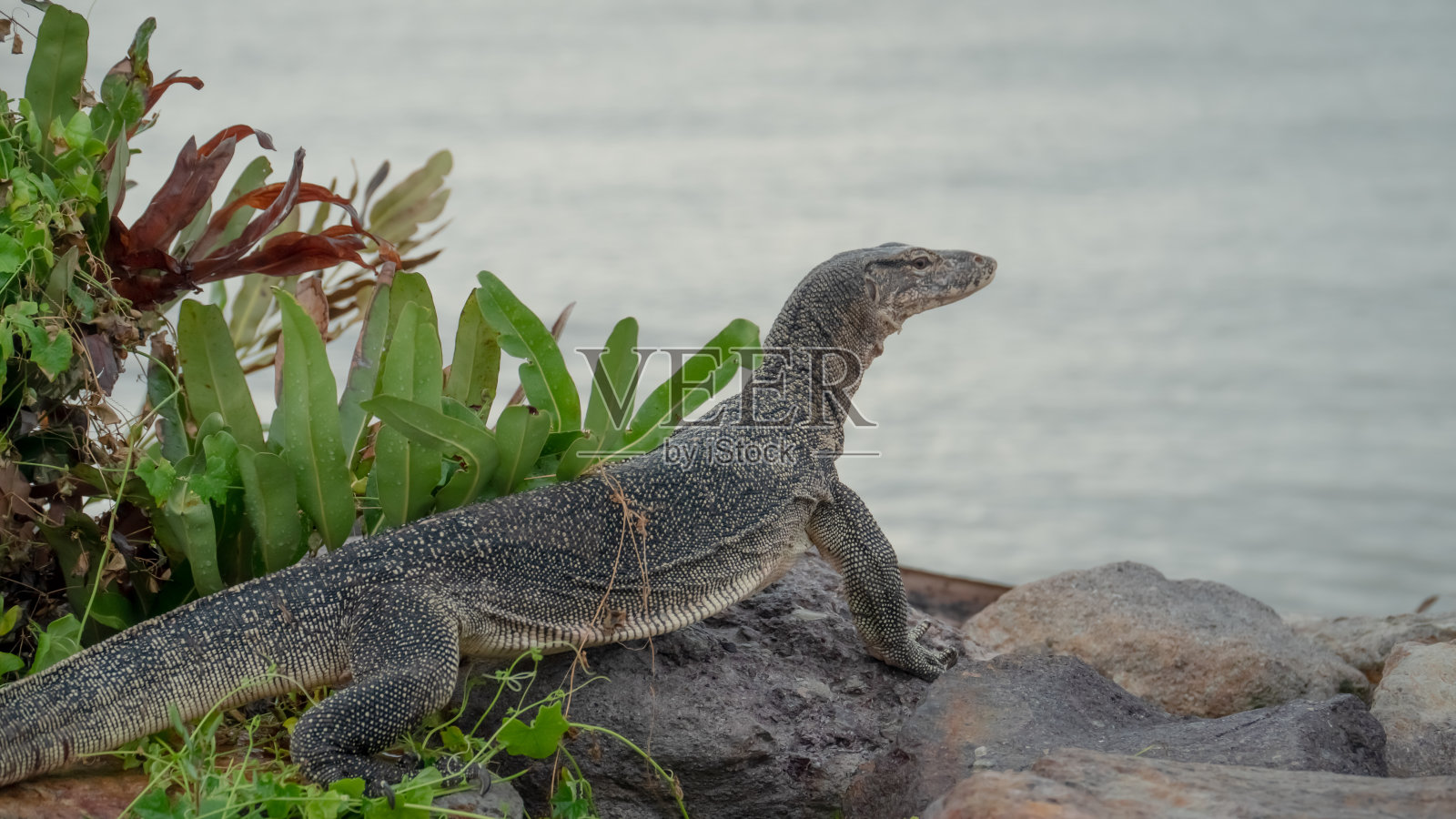 马来西亚庞天，亚洲水蜥站在有草和模糊大海背景的岩石上。照片摄影图片