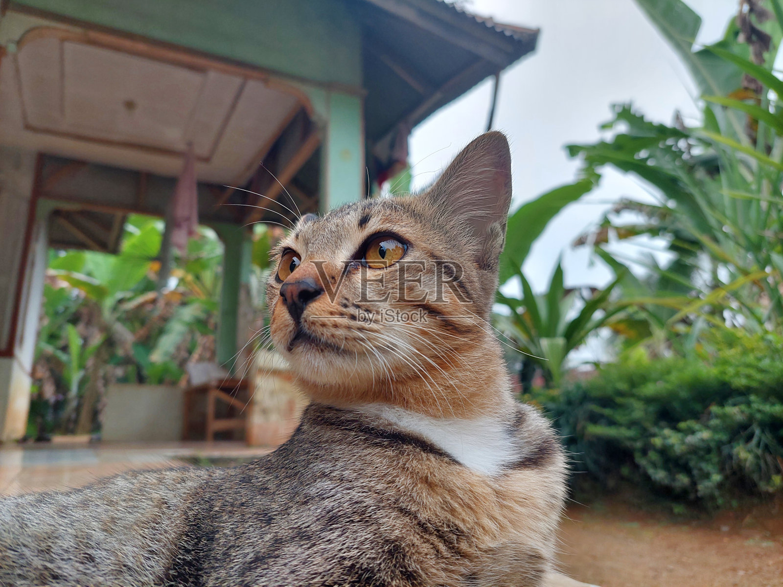 动物照片摄影图片