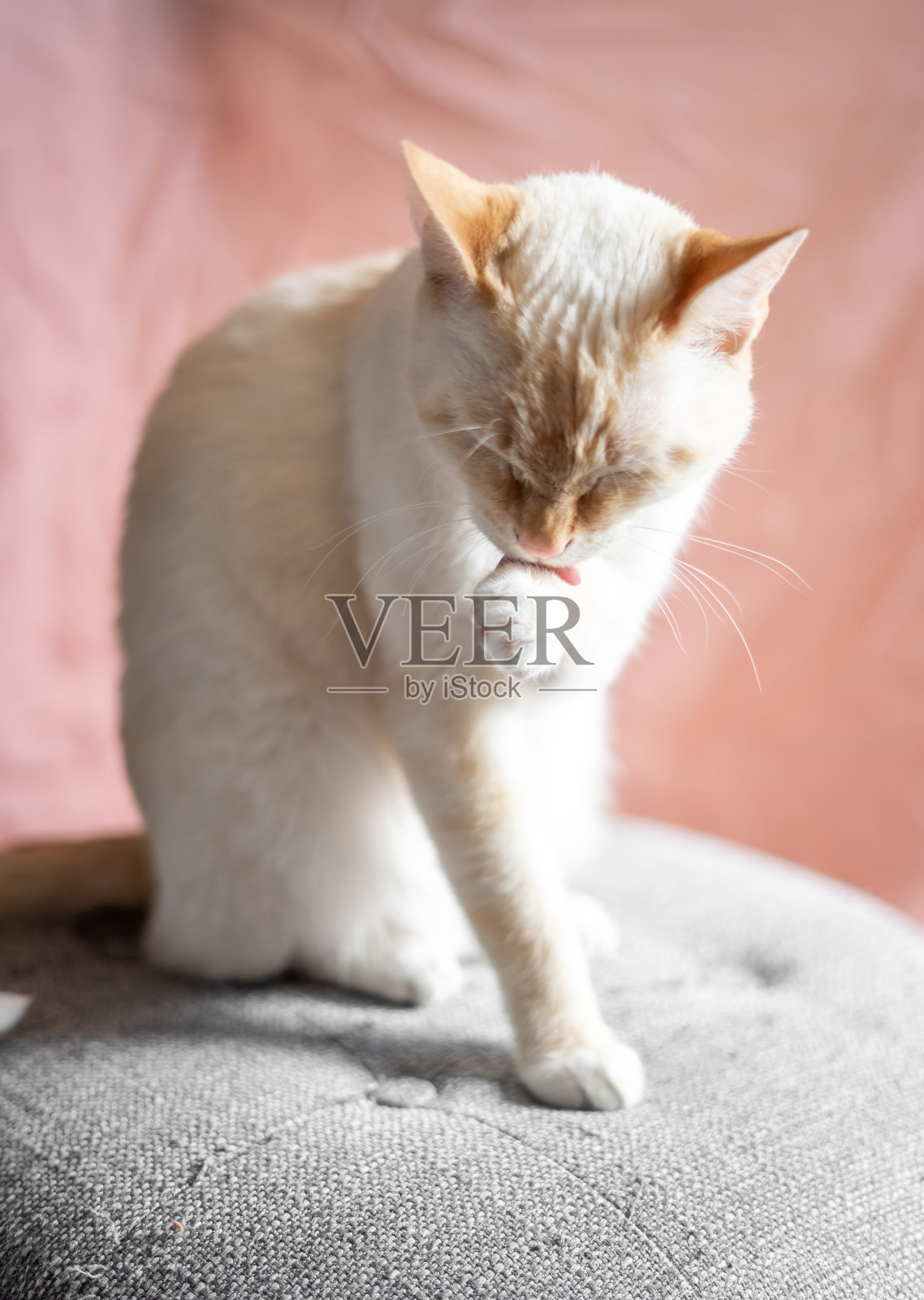 白猫美容锁爪腿清洁照片摄影图片