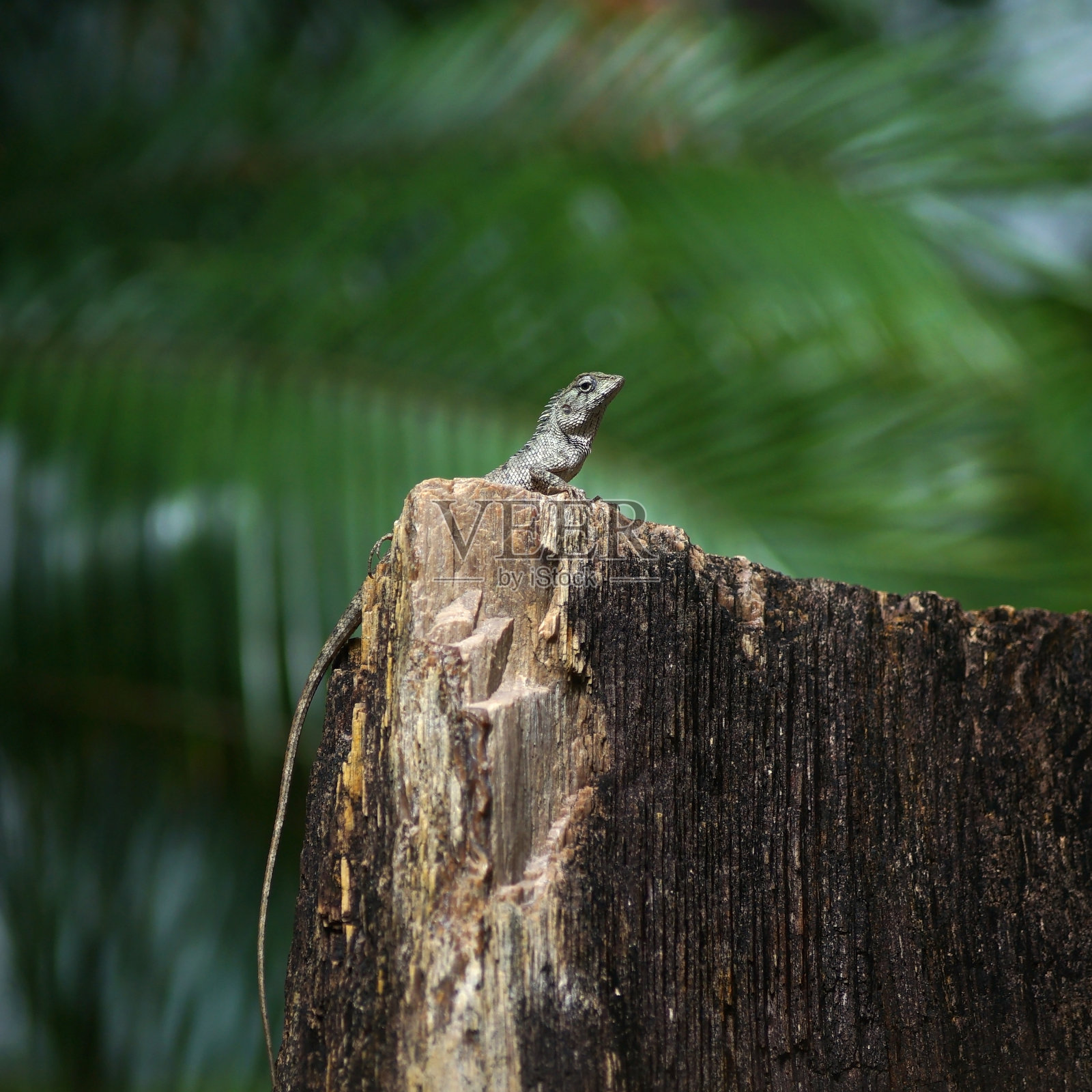 岩石上的蜥蜴变色龙照片摄影图片