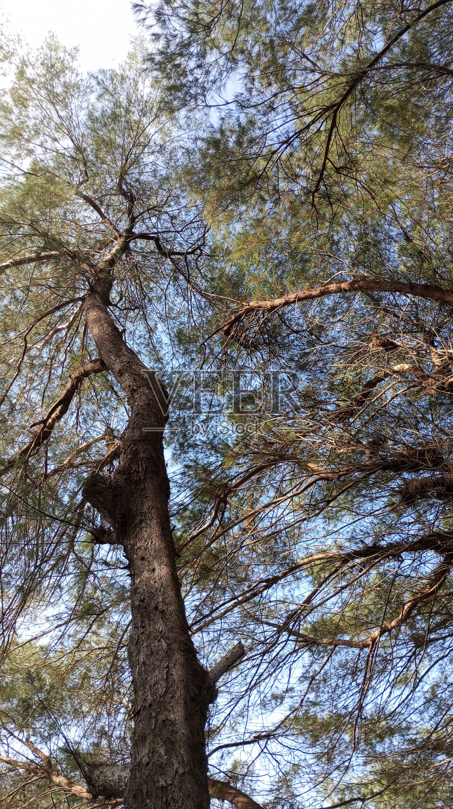 松树照片摄影图片