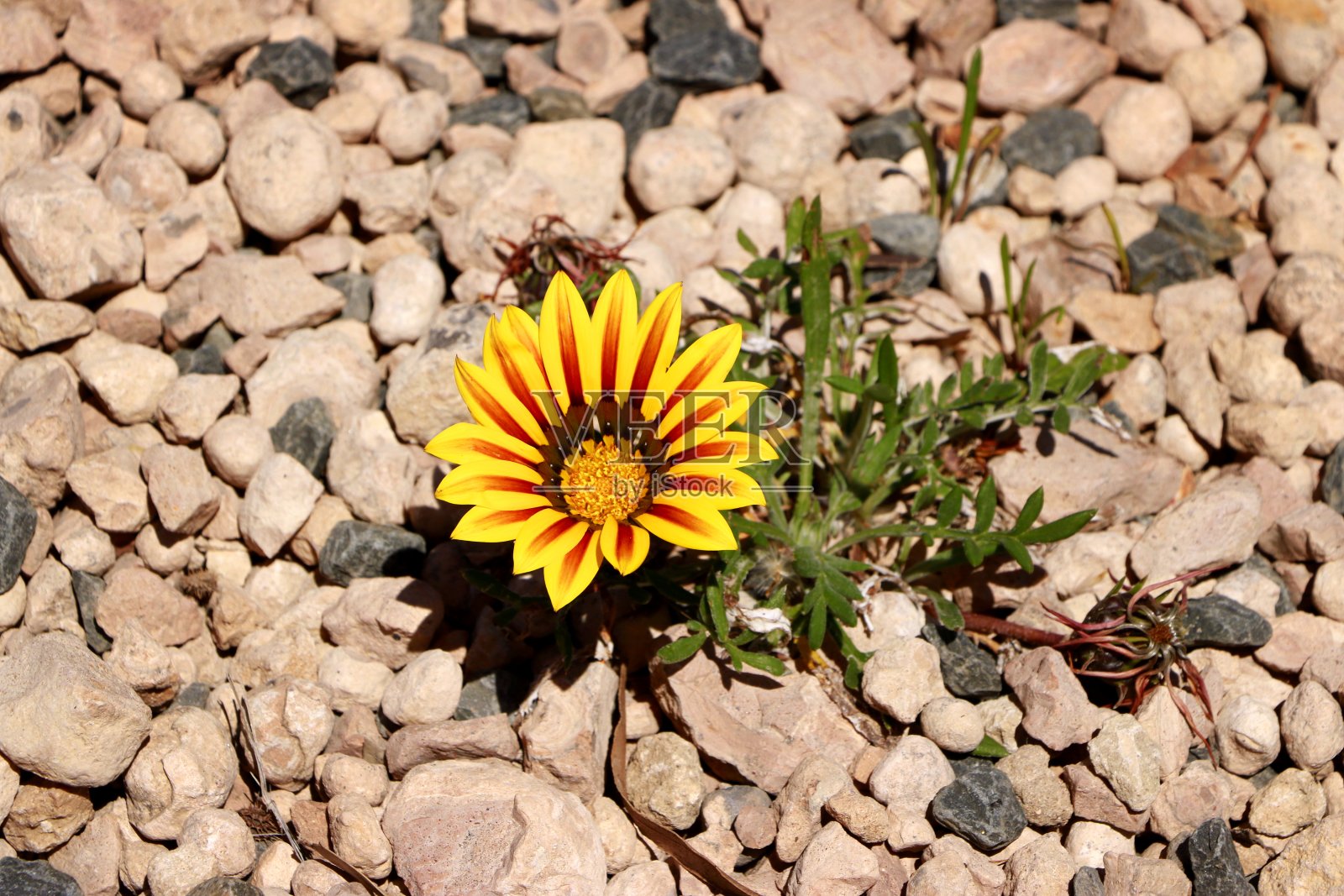 野花特写照片摄影图片