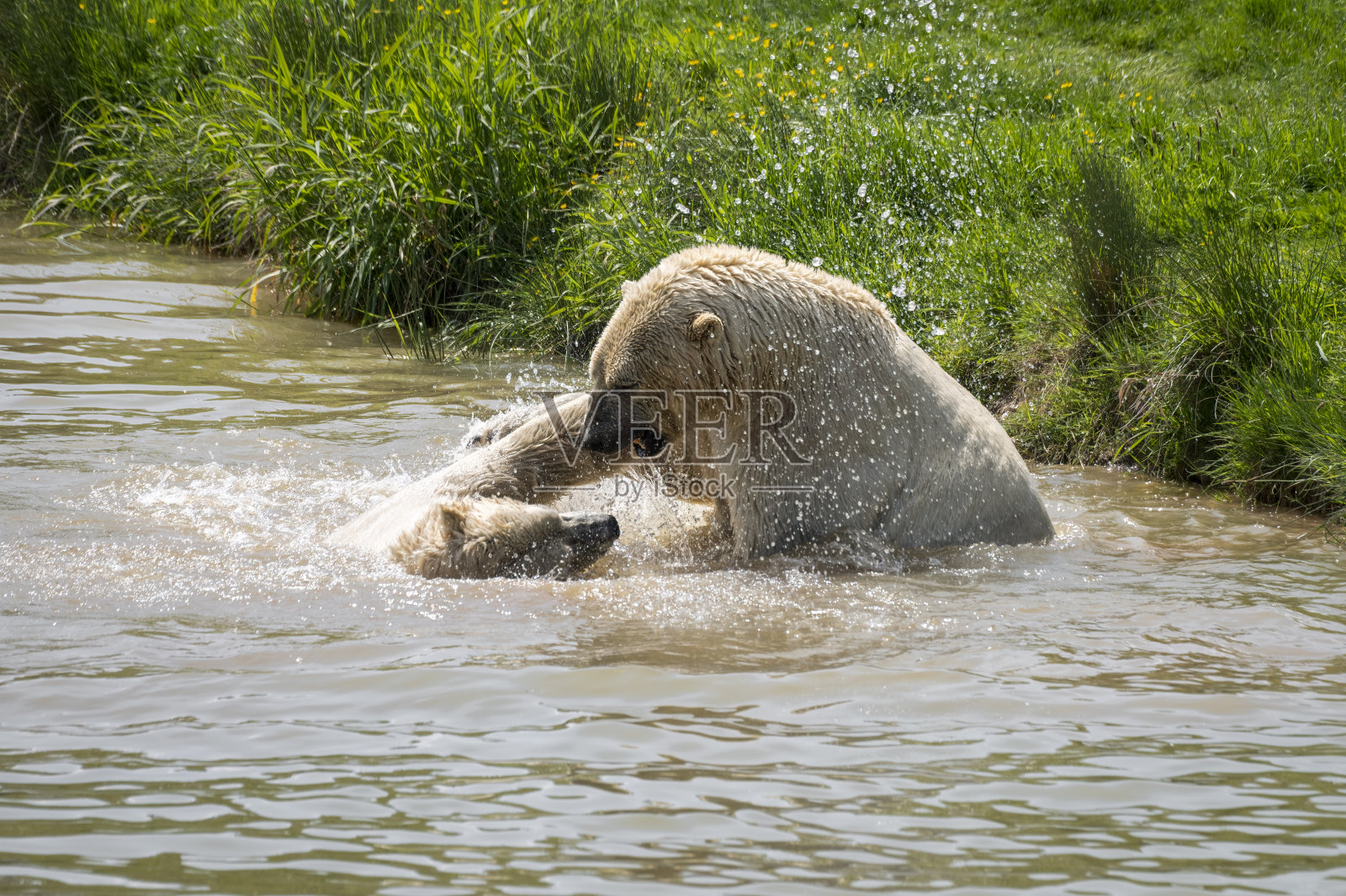 北极熊照片摄影图片