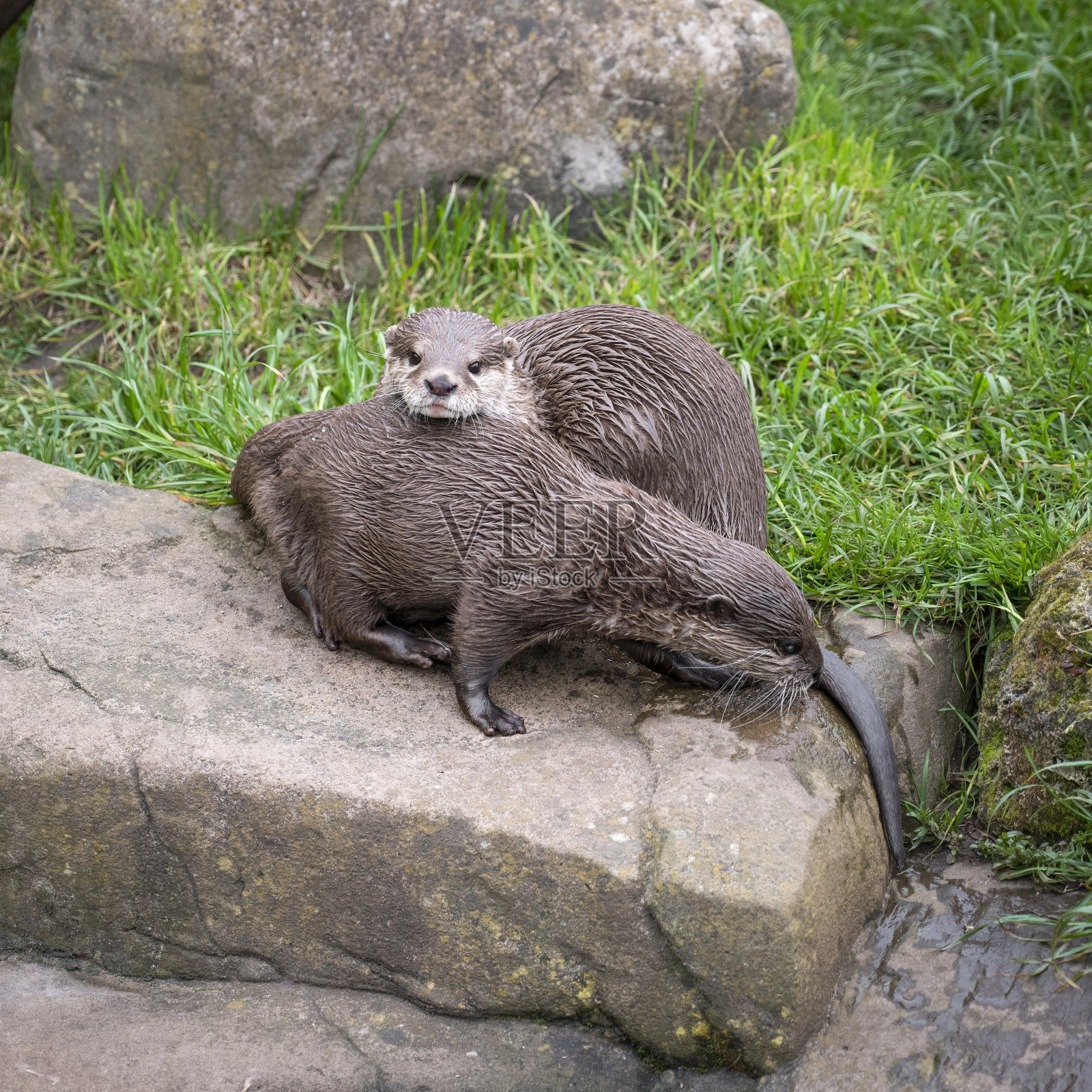 东方短爪水獭照片摄影图片