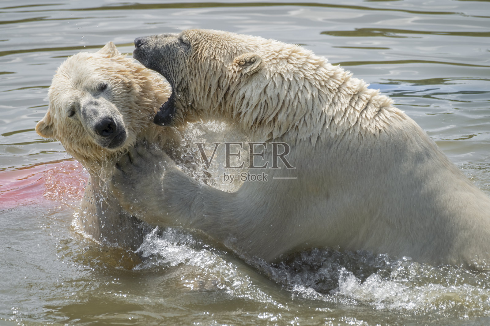 北极熊照片摄影图片