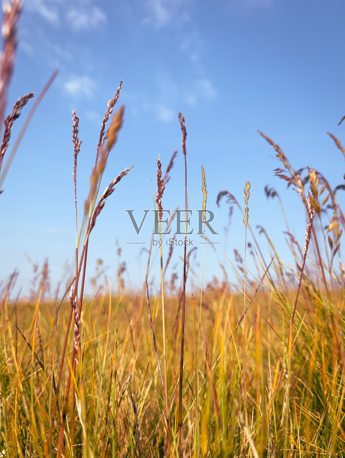 草地上照片摄影图片