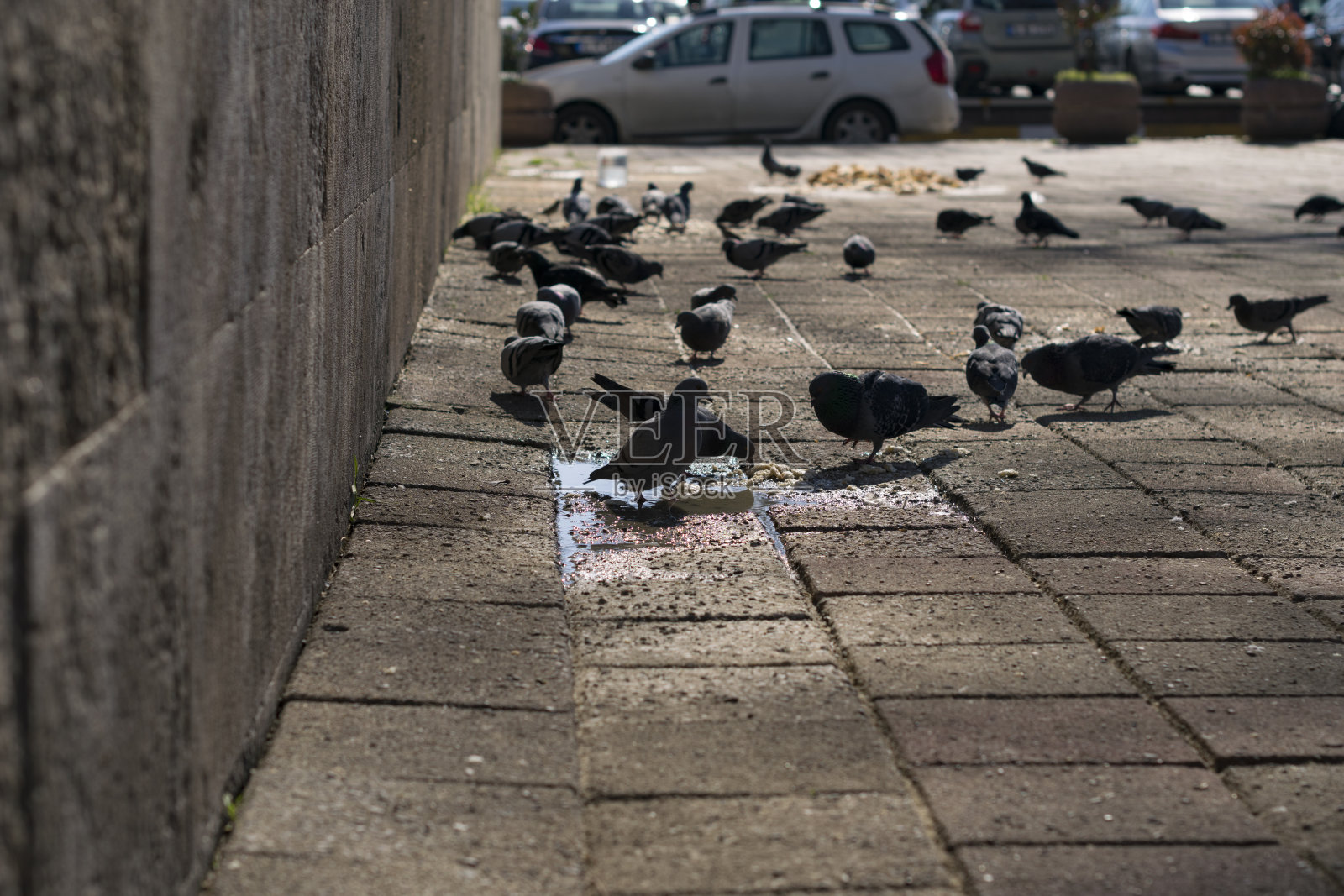 地上行走的鸽子照片摄影图片