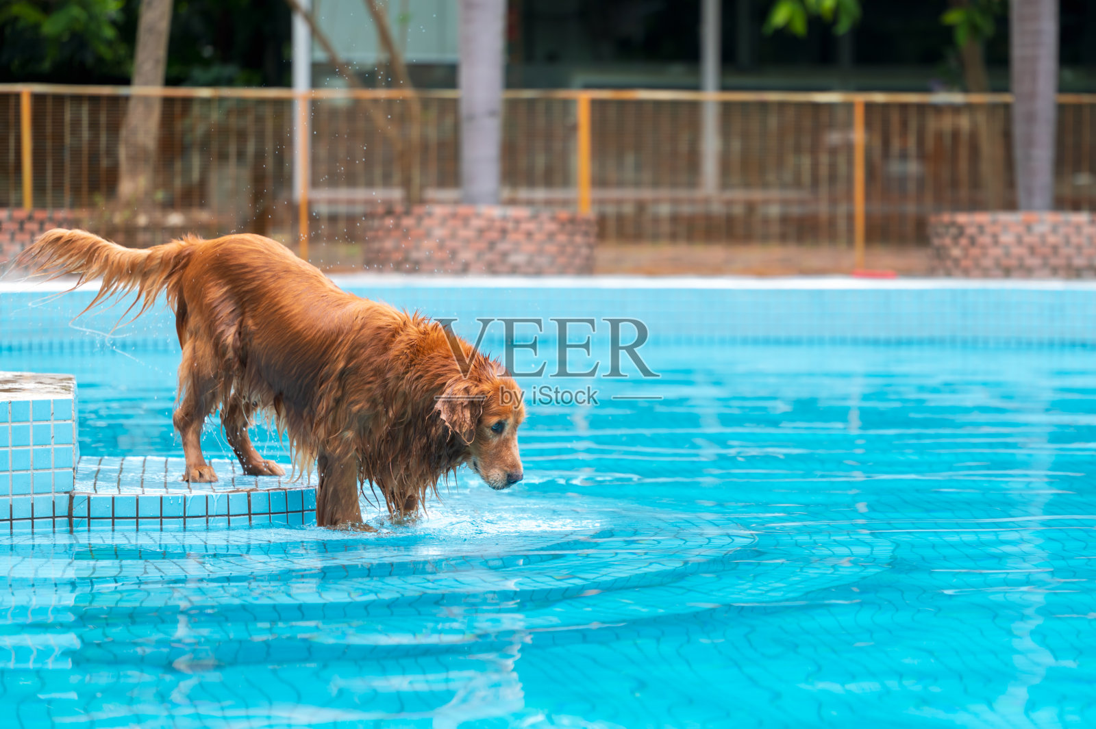 湿漉漉的金毛猎犬在游泳池里玩耍照片摄影图片
