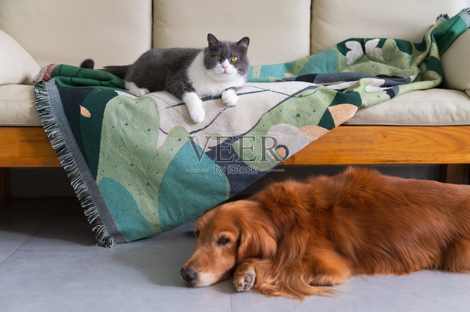 英国短毛猫躺在沙发上的毯子上，金毛猎犬躺在地上照片摄影图片