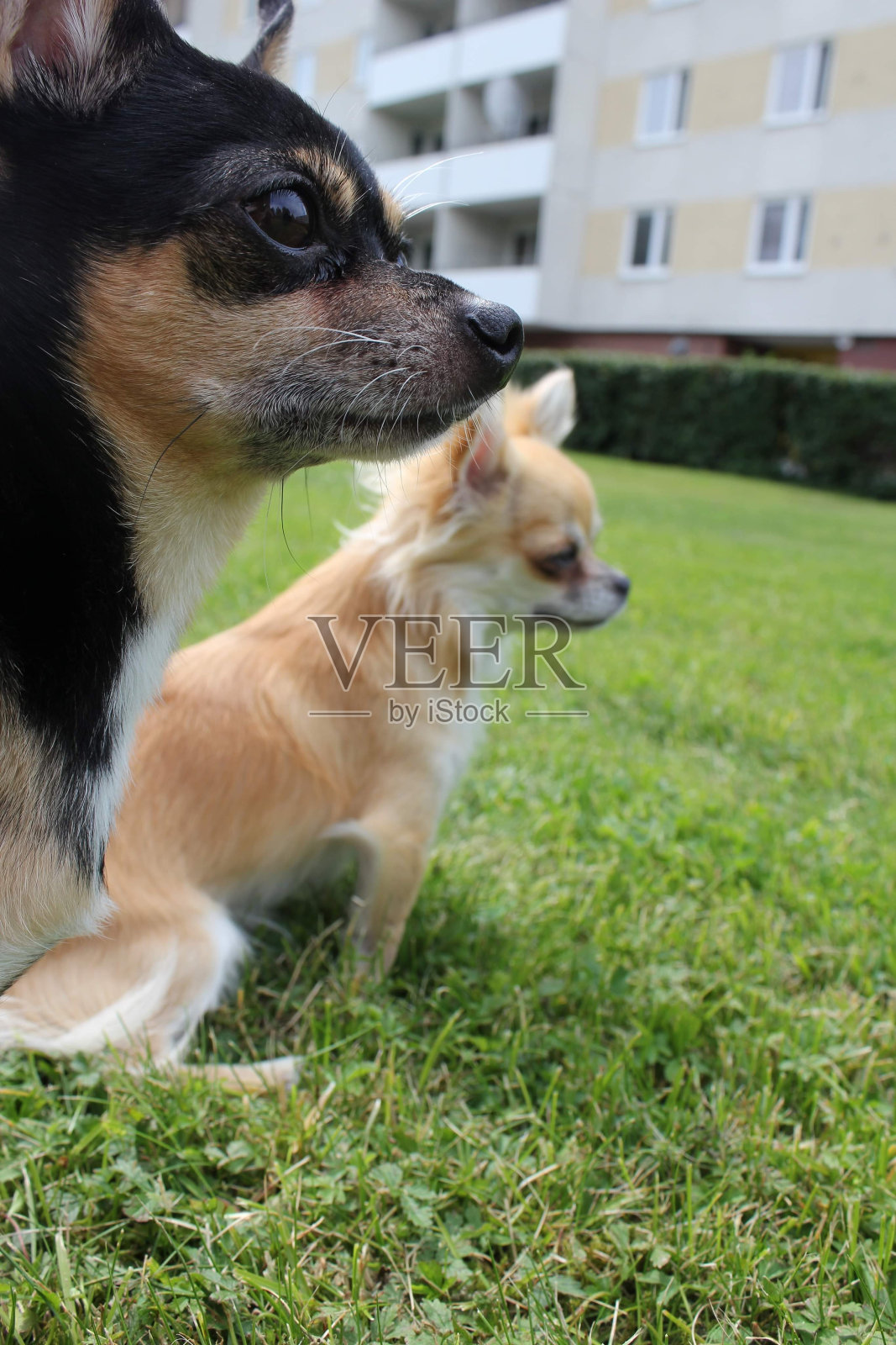 吉娃娃咖啡和雨照片摄影图片